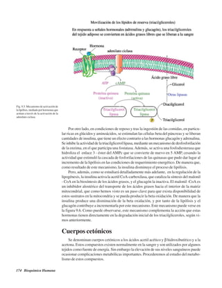 174 Bioquímica Humana
Por otro lado, en condiciones de reposo y tras la ingestión de las comidas, en particu-
lar ricas en glúcidos y aminoácidos, se estimulan las células beta del páncreas y se liberan
cantidades de insulina, que tiene un efecto contrario a las hormonas glucagón y adrenalina.
Se inhibe la actividad de la triacilglicerol lipasa, mediante un mecanismo de desfosforilación
de la enzima, en el que participa una fostatasa.Además, se activa una fosfodiesterasa que
hidroliza el enlace 3’- éster del AMPc que se convierte de nuevo en 5’AMP, cesando la
actividad que estimuló la cascada de fosforilaciones de las quinasas que pudo dar lugar al
incremento de la lipólisis en las condiciones de requerimiento energético. De manera que,
como resultado de este mecanismo, la insulina disminuye el proceso de lipólisis.
Pero, además, como se estudiará detalladamente más adelante, en la regulación de la
lipogénesis, la insulina activa la acetil CoA-carboxilasa, que cataliza la síntesis del malonil
- CoA en la biosíntesis de los ácidos grasos, y el glucagón la inactiva. El malonil -CoA es
un inhibidor alostérico del transporte de los ácidos grasos hacia el interior de la matriz
mitocondrial, que como hemos visto es un paso clave para que exista disponibilidad de
estos sustratos en la mitocondria y se pueda producir la beta oxidación. De manera que la
insulina produce una disminución de la beta oxidación, y por tanto de la lipólisis y el
glucagón contribuye a incrementarla por este mecanismo. Este mecanismo puede verse en
la figura 9.6. Como puede observarse, este mecanismo complementa la acción que estas
hormonas tienen directamente en la degradación inicial de los triacilgliceroles, según vi-
mos anteriormente.
Cuerpos cetónicos
Se denominan cuerpos cetónicos a los ácidos acetil acético y β hidroxibutírico y a la
acetona. Estos compuestos existen normalmente en la sangre y son utilizados por algunos
tejidos como fuente de energía. Sin embargo la elevación de sus niveles sanguíneos puede
ocasionar complicaciones metabólicas importantes. Procederemos al estudio del metabo-
lismo de estos compuestos.
Fig. 9.5. Mecanismo de activación de
lalipólisis,mediadoporhormonasque
actúan a través de la activación de la
adenilato ciclasa.
http://MedicoModerno.Blogspot.com
 