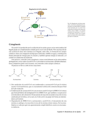 Capítulo 9. Metabolismo de los lípidos 175
Cetogénesis
El acetil-CoA producido por la oxidación de los ácidos grasos en las mitocondrias del
hígado puede ser completamente oxidado por la vía el ciclo de Krebs. Pero una fracción de
este acetil-CoA tiene otros destinos en el hígado, entre ellos, la formación de cuerpos
cetónicos. Estos son compuestos de bajo peso molecular, solubles en agua y constituyen la
fuente principal de energía para el corazón y también aportan energía al músculo y al
cerebro en condiciones de inanición.
Este proceso conocido como cetogénesis, ocurre esencialmente en las mitocondrias
del hepatocito, en las cuales el acetil-CoA es convertido en acetoacetato oβ-hidroxibutirato.
Estos compuestos junto con la acetona, son conocidos como cuerpos cetónicos.
El proceso se lleva a cabo en tres reacciones:
Fig. 9.6. Regulación de la beta oxida-
ción, a nivel de la entrada de los áci-
dosgrasosalamitocondria.Elmalonil
CoA formado por la acetil CoA
carboxilasaenelprocesodesíntesisde
ácidos grasos inhibe a la enzima
carnitina acil transferasa 1 (CAT 1),
lo cual limita el paso de los ácidos
grasos al interior de la mitocondria y
por tanto su oxidación.
1. Dos moléculas de acetil-CoA son condensadas a acetoacetil-CoA por la tiolasa
(acetil- CoA transferasa), que es exactamente la dirección contraria del paso final
de la β-oxidación.
2. Condensación de acetoacetil-CoA con un tercer acetil-CoA por la HMG-CoA sintasa
que forma β-hidroxi-β-metilglutaril-CoA (HMG-CoA: que también es un precursor
en la biosíntesis del colesterol). El mecanismo de reacción recuerda la reacción reversa
catalizada por la tiolasa, en la cual, en el sitio activo un grupo tiol forma un interme-
diario acil-tioéster.
3. Degradación de HMG-CoA a acetoacetato y acetil-CoA, el mecanismo de esta
enzima es análogo a la reacción reversa de la enzima citrato sintasa. En la actua-
lidad no se sabe por qué esta aparentemente simple hidrólisis ocurre en esta mane-
ra indirecta.
http://MedicoModerno.Blogspot.com
 