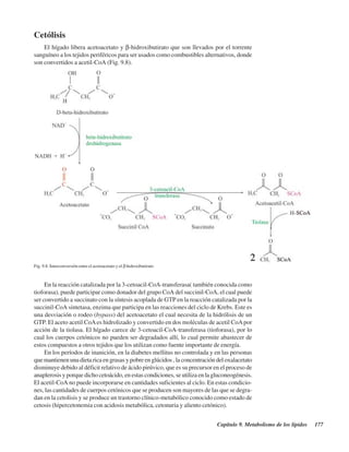 Capítulo 9. Metabolismo de los lípidos 177
Cetólisis
El hígado libera acetoacetato y β-hidroxibutirato que son llevados por el torrente
sanguíneo a los tejidos periféricos para ser usados como combustibles alternativos, donde
son convertidos a acetil-CoA (Fig. 9.8).
Fig. 9.8. Interconversión entre el acetoacetato y el β hidroxibutirato
En la reacción catalizada por la 3-cetoacil-CoA-transferasa( también conocida como
tioforasa), puede participar como donador del grupo CoA del succinil-CoA, el cual puede
ser convertido a succinato con la síntesis acoplada de GTP en la reacción catalizada por la
succinil-CoA sintetasa, enzima que participa en las reacciones del ciclo de Krebs. Este es
una desviación o rodeo (bypass) del acetoacetato el cual necesita de la hidrólisis de un
GTP. El aceto acetil CoAes hidrolizado y convertido en dos moléculas de acetil CoApor
acción de la tiolasa. El hígado carece de 3-cetoacil-CoA-transferasa (tioforasa), por lo
cual los cuerpos cetónicos no pueden ser degradados allí, lo cual permite abastecer de
estos compuestos a otros tejidos que los utilizan como fuente importante de energía.
En los períodos de inanición, en la diabetes mellitus no controlada y en las personas
que mantienen una dieta rica en grasas y pobre en glúcidos , la concentración del oxalacetato
disminuye debido al déficit relativo de ácido pirúvico, que es su precursor en el proceso de
anaplerosis y porque dicho cetoácido, en estas condiciones, se utiliza en la gluconeogénesis.
El acetil-CoA no puede incorporarse en cantidades suficientes al ciclo. En estas condicio-
nes, las cantidades de cuerpos cetónicos que se producen son mayores de las que se degra-
dan en la cetolisis y se produce un trastorno clínico-metabólico conocido como estado de
cetosis (hipercetonemia con acidosis metabólica, cetonuria y aliento cetónico).
http://MedicoModerno.Blogspot.com
 