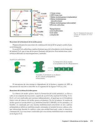 Capítulo 9. Metabolismo de los lípidos 179
Reacciones de la biosíntesis de los ácidos grasos
Preparación para las reacciones de condensación inicial de los grupos acetilo al gra-
so en formación:
La acetil-CoA carboxilasa cataliza el primer paso de la biosíntesis con la formación
de malonil-CoA, que es uno de los pasos limitantes del proceso. Esta enzima tiene carac-
terísticas diferentes en microorganismos y animales
Fig. 9.9. Transporte del citrato por el
sistema de transporte de tricar-
boxilatos.
El mecanismo de esta enzima es dependiente de la biotina y requiere de ATP, su
mecanismo de reacción se describe en el esquema de las figuras 9.10 (a) y (b).
Reacciones de la sintasa de ácidos grasos
La síntesis de ácidos grasos, hasta la formación del ácido palmítico, se lleva a
cabo en un conjunto de reacciones, a partir de acetil-CoA y malonil-CoA (Fig. 9.11).
En E.coli son catalizadas por enzimas independientes, al igual que en el cloroplasto
(único sitio de síntesis de ácidos grasos en plantas). En las levaduras, la sintasa de
ácidos grasos es un decámero a6
b6
multifuncional de 2 500 kD y en los animales y el
hombre, es catalizada por una enzima multifuncional consistente en dos cadenas
polipeptídicas idénticas multifuncionales orientadas en sentido inverso: cabeza-cola,
que interactúan durante la catálisis como una unidad funcional, como se muestra a
continuación. Las reacciones catalizadas por esta enzima multifuncional se muestran
en la figura 9.12.
http://MedicoModerno.Blogspot.com
 