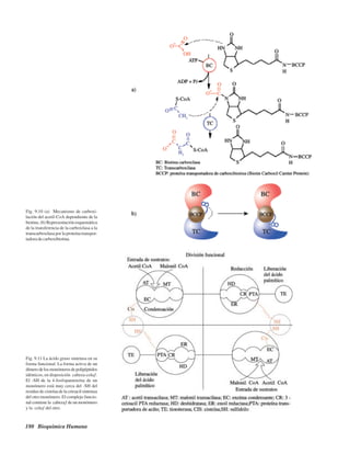 180 Bioquímica Humana
Fig. 9.10 (a) Mecanismo de carboxi-
lación del acetil-CoA dependiente de la
biotina. (b) Representación esquemática
de la transferencia de la carboxilasa a la
transcarboxilasa por la proteína transpor-
tadora de carboxibiotina.
Fig. 9.11 La ácido graso sintetasa en su
forma funcional. La forma activa de un
dímerodelosmonómerosdepolipéptidos
idénticos, en disposición “cabeza-cola”.
El -SH de la 4-fosfopanteteína de un
monómero está muy cerca del -SH del
residuo de cisteína de la cetoacil sintetasa
del otro monómero. El complejo funcio-
nal contiene la “cabeza” de un monómero
y la “cola” del otro.
http://MedicoModerno.Blogspot.com
 