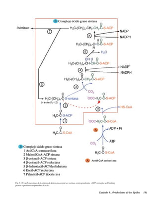 Capítulo 9. Metabolismo de los lípidos 181
Fig. 9.12. Las 7 reacciones de la síntesis de ácidos grasos con las enzimas correspondientes (ACP) en inglés: acil binding
protein = proteína transportadora de acilo.
http://MedicoModerno.Blogspot.com
 