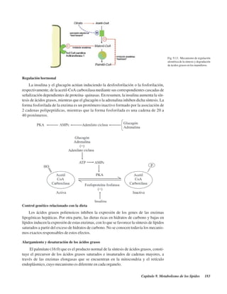 Capítulo 9. Metabolismo de los lípidos 183
Regulación hormonal
La insulina y el glucagón actúan induciendo la desfosforilación o la fosforilación,
respectivamente, de la acetil-CoA carboxilasa mediante sus correspondientes cascadas de
señalización dependientes de proteína- quinasas. En resumen, la insulina aumenta la sín-
tesis de ácidos grasos, mientras que el glucagón o la adrenalina inhiben dicha síntesis. La
forma fosforilada de la enzima es un protómero inactivo formado por la asociación de
2 cadenas polipeptídicas, mientras que la forma fosforilada es una cadena de 20 a
40 protómeros.
Control genético relacionado con la dieta
Los ácidos grasos polienoicos inhiben la expresión de los genes de las enzimas
lipogénicas hepáticas. Por otra parte, las dietas ricas en hidratos de carbono y bajas en
lípidos inducen la expresión de estas enzimas, con lo que se favorece la síntesis de lípidos
saturados a partir del exceso de hidratos de carbono. No se conocen todavía los mecanis-
mos exactos responsables de estos efectos.
Alargamiento y desaturación de los ácidos grasos
El palmitato (16:0) que es el producto normal de la síntesis de ácidos grasos, consti-
tuye el precursor de los ácidos grasos saturados e insaturados de cadenas mayores, a
través de las enzimas elongasas que se encuentran en la mitocondria y el retículo
endoplásmico, cuyo mecanismo es diferente en cada organelo.
Fig. 9.13. Mecanismo de regulación
alostérica de la síntesis y degradación
de ácidos grasos en los mamíferos.
http://MedicoModerno.Blogspot.com
 