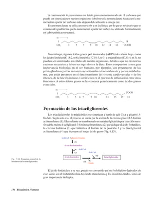 184 Bioquímica Humana
A continuación le presentamos un ácido graso monoinsaturado de 18 carbonos que
puede ser sintetizado en nuestro organismo (obsérvese la nomenclatura basada en la nu-
meración a partir del carbono más alejado del carboxilo u omega (ω)
Esta nomenclatura se utiliza en nutrición y en la clínica, por lo que es necesario que se
conozca de igual forma que la numeración a partir del carboxilo, utilizada habitualmente
en la bioquímica estructural.
Sin embargo, algunos ácidos grasos poli insaturados (AGPIs) de cadena larga, como
los ácidos linoleico (C 18:2, ω-6), linolénico (C 18: 3,ω-3) y araquidónico (C 20: 4, ω-3), no
pueden ser sintetizados en células de nuestro organismo, debido a que no existen las
enzimas necesarias y deben ser ingeridos en la dieta. Estos compuestos tienen gran
importancia biológica en el ser humano, por ejemplo, son precursores de las
prostaglandinas y otras sustancias relacionadas estructuralmente y por su metabolis-
mo, que están presentes en el funcionamiento del sistema cardiovascular y de los
riñones, de la función inmune e intervienen en el proceso de inflamación entre otras
funciones. A estos ácidos grasos se les conocen genéricamente como ácidos grasos
esenciales.
Formación de los triacilgliceroles
Los triacilgliceroles (o triglicéridos) se sintetizan a partir de acil-CoA y glicerol-3-
fosfato. Según esta vía, el proceso se inicia por la acción de la enzima glicerol-3-fosfato
aciltransferasa (1). El resultante es transformado en un triacilglicérido por la acción suce-
siva de la enzima 1-acilglicerol-3-fosfato aciltransferasa (2) que da lugar al ácido fosfatídico,
la enzima fosfatasa (3) que hidroliza el fosfato de la posición 3 y la diacilglicerol
aciltransferasa (4) que incorpora el tercer ácido graso (Fig. 9.13) .
Fig. 9.14: Esquema general de la
biosíntesis de los triacilgliceroles.
El ácido fosfatídico a su vez, puede ser convertido en los fosfolípidos derivados de
éste, como son el fosfatidil colina, fosfatidil etanolamina y los inositofosfátidos, todos de
gran importancia biológica.
http://MedicoModerno.Blogspot.com
 