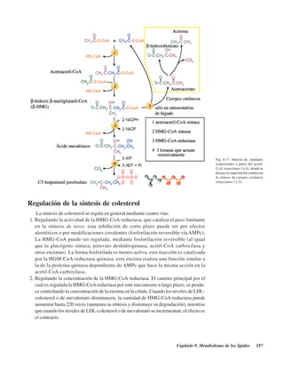 Capítulo 9. Metabolismo de los lípidos 187
Fig. 9.17. Síntesis de unidades
isoprenoides a partir del acetil-
CoA (reacciones 1 a 4), donde se
destacalaetapainicialcomúncon
la síntesis de cuerpos cetónicos
(reacciones 1 y 2).
Regulación de la síntesis de colesterol
La síntesis de colesterol se regula en general mediante cuatro vías:
1. Regulando la actividad de la HMG-CoA reductasa, que cataliza el paso limitante
en la síntesis de novo: esta inhibición de corto plazo puede ser por efectos
alostéricos o por modificaciones covalentes (fosforilación reversible vía AMPc).
La HMG-CoA puede ser regulada, mediante fosforilación reversible (al igual
que la glucógeno sintasa, piruvato deshidrogenasa, acetil-CoA carboxilasa y
otras enzimas). La forma fosforilada es menos activa, esta reacción es catalizada
por la HGM-CoA reductasa quinasa; esta enzima realiza una función similar a
la de la proteína quinasa dependiente de AMPc que hace la misma acción en la
acetil-CoA carboxilasa.
2. Regulando la concentración de la HMG-CoA reductasa. El camino principal por el
cual es regulada la HMG-CoAreductasa por este mecanismo a largo plazo, se produ-
ce controlando la concentración de la enzima en la célula. Cuando los niveles de LDL-
colesterol o de mevalonato disminuyen, la cantidad de HMG-CoA reductasa puede
aumentar hasta 220 veces (aumenta su síntesis y disminuye su degradación), mientras
que cuando los niveles de LDL-colesterol o de mevalonato se incrementan, el efecto es
el contrario.
http://MedicoModerno.Blogspot.com
 