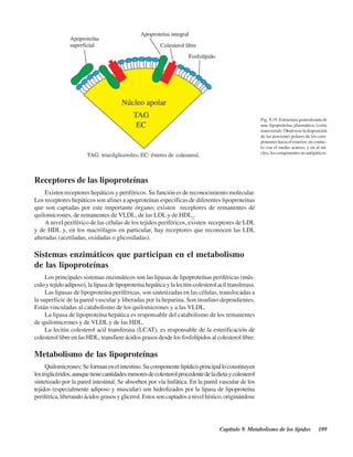 Capítulo 9. Metabolismo de los lípidos 189
Receptores de las lipoproteínas
Existen receptores hepáticos y periféricos. Su función es de reconocimiento molecular.
Los receptores hepáticos son afines a apoproteínas específicas de diferentes lipoproteínas
que son captadas por este importante órgano; existen receptores de remanentes de
quilomicrones, de remanentes de VLDL, de las LDL y de HDL2
.
A nivel periférico de las células de los tejidos periféricos, existen receptores de LDL
y de HDL y, en los macrófagos en particular, hay receptores que reconocen las LDL
alteradas (acetiladas, oxidadas o glicosiladas).
Sistemas enzimáticos que participan en el metabolismo
de las lipoproteínas
Los principales sistemas enzimáticos son las lipasas de lipoproteínas periféricas (mús-
culoytejidoadiposo),lalipasadelipoproteínahepáticaylalecitin-colesterolaciltransferasa.
Las lipasas de lipoproteína periféricas, son sintetizadas en las células, translocadas a
la superficie de la pared vascular y liberadas por la heparina. Son insulino-dependientes.
Están vinculadas al catabolismo de los quilomicrones y a las VLDL.
La lipasa de lipoproteína hepática es responsable del catabolismo de los remanentes
de quilomicrones y de VLDL y de las HDL.
La lecitin colesterol acil transferasa (LCAT), es responsable de la esterificación de
colesterol libre en las HDL, transfiere ácidos grasos desde los fosfolípidos al colesterol libre.
Metabolismo de las lipoproteínas
Quilomicrones:Seformanenelintestino.Sucomponentelipídicoprincipalloconstituyen
lostriglicéridos,aunquetienecantidadesmenoresdecolesterolprocedentedeladietaycolesterol
sintetizado por la pared intestinal. Se absorben por vía linfática. En la pared vascular de los
tejidos (especialmente adiposo y muscular) son hidrolizados por la lipasa de lipoproteína
periférica, liberando ácidos grasos y glicerol. Estos son captados a nivel hístico, originándose
Fig. 9.19. Estructura generalizada de
una lipoproteína plasmática (corte
transversal). Obsérvese la disposición
de las porciones polares de los com-
ponentes hacia el exterior, en contac-
to con el medio acuoso, y en el nú-
cleo, los componentes no anfipáticos.
http://MedicoModerno.Blogspot.com
 