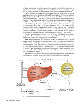 190 Bioquímica Humana
partículas denominadas remanentes de quilomicrones, con un contenido muy pequeño de
triglicéridos y con una mayor proporción de colesterol que son captados por receptores hepá-
ticos, en donde continúan su catabolismo por acción de la lipasa de lipoproteína hepática.
VLDL:Seformanenelhígado.Sonricasentriacilglicerolesdeorigenendógeno.Aligual
que los quilomicrones son hidrolizadas en los tejidos extrahepáticos por el sistema de lipasas
delipoproteínasperiféricas.Unaproporciónaproximadamentede70%,sonrápidamentecap-
tadas como remanentes deVLDLpor los receptores hepáticos y otra parte, continúa transfor-
mándoseenIDL(lipoproteínasdedensidadintermedia),hastaconvertirsefinalmenteenLDL.
LDL: Son el producto del catabolismo de las VLDL. Son ricas en colesterol libre y
esterificado. Son captadas a nivel hepático y por las células periféricas, en este caso, por
los receptores periféricos B100. En las células periféricas, estas LDL se internalizan con
los receptores y se produce su catabolismo celular, se libera colesterol libre y éste inhibe
a la hidroximetilglutaril CoA reductasa, enzima clave para la síntesis de colesterol, reduce
la síntesis de receptores y estimula la acil colesterol acil transferasa (ACAT) que esterifica
el colesterol. En esta forma se regula la concentración del colesterol a nivel celular.
Además, aproximadamente entre 20 a 30% de las LDL son captadas por receptores
inespecíficos de los macrófagos, que no tienen capacidad de contra regulación, lo cual
tiene una alta significación patogénica en la ateroesclerosis.
HDL: Son fundamentales en el transporte reverso del colesterol desde los tejidos
hacia el hígado, único órgano capaz de excretarlo (por la vía biliar). Son sintetizadas a
nivel intestinal y a nivel hepático. Su forma naciente, es captada por los receptores de las
células periféricas, lo que induce translocación del colesterol libre del interior de las célu-
las a la membrana y su transferencia a la partícula de HDL. El colesterol libre posicionado
en la superficie de la molécula, es esterificado e incorporado a la estructura de la HDL,
por acción de la LCAT. Las HDL son captadas a nivel hepático y metabolizadas por la
lipasa de lipoproteína hepática.
En la figura 9.20 se muestra un esquema general del metabolismo de las lipoproteínas
con los aspectos esenciales de sus transformaciones y los tejidos que participan.
Fig. 9.20. Esquema general del metabolismo de las lipoproteínas
http://MedicoModerno.Blogspot.com
 
