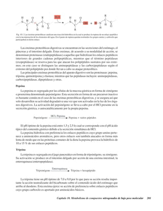 Capítulo 10. Metabolismo de compuestos nitrogenados de bajo peso molecular 201
Las enzimas proteolíticas digestivas se encuentran en las secreciones del estómago, el
páncreas y el intestino delgado. Estas enzimas, de acuerdo a su modalidad de acción, se
denominan proteinasas (endopeptidasas) a aquellas que hidrolizan los enlaces peptídicos
interiores de grandes cadenas polipeptídicas, mientras que el término peptidasas
(exopeptidasas) se reserva para las que atacan los polipéptidos sustratos por sus extre-
mos; en este caso se distinguen las aminopeptidasas y las carboxipeptidasas según el
extremo del polipéptido por donde llevan a cabo su ataque proteolítico.
Las principales enzimas proteolíticas del aparato digestivo son las proteinasas: pepsina,
tripsina, quimotripsina y elastasa; mientras que las peptidasas incluyen: aminopeptidasas,
carboxipeptidasas, dipeptidasas y otras.
Pepsina
La pepsina es segregada por las células de la mucosa gástrica en forma de zimógeno
o proenzima denominado pepsinógeno. Esta secreción en forma de un precursor inactivo
es bastante común en el caso de las enzimas proteolíticas digestivas, y se asegura así que
solo desarrollen su actividad degradativa una vez que son activadas en la luz de los órga-
nos digestivos. La activación del pepsinógeno se lleva a cabo por el HCl presente en la
secreción gástrica, o autocatalíticamente por la propia pepsina.
Fig. 10.1. Las enzimas proteolíticas catalizan una reacción hidrolítica en la cual se produce la ruptura de un enlace peptídico
con la incorporación de los elementos del agua. En el punto de ruptura quedan restituidos los grupos amino y carboxilo que
participaban en dicho enlace.
El pH óptimo de la pepsina está entre 1,5 y 2,5 lo cual se corresponde con el pH ácido
típico del contenido gástrico debido a la secreción simultánea de HCl.
La pepsina hidroliza con preferencia los enlaces peptídicos cuyo grupo amino perte-
nece a aminoácidos aromáticos, pero otros enlaces son también atacados en forma más
lenta de modo que en las proteínas comunes de la dieta la pepsina provoca la hidrólisis de
10 a 15 % de sus enlaces peptídicos.
Tripsina
La tripsina es segregada en el jugo pancreático en forma de tripsinógeno, su zimógeno.
Su activación se produce en el intestino delgado por acción de una enzima intestinal, la
enteroquinasa (enteropeptidasa).
La tripsina tiene un pH óptimo de 7,0 a 9,0 por lo que para su acción resulta impor-
tante la acción neutralizante del bicarbonato sobre el contenido ácido del estómago que
arriba al duodeno. Esta enzima ejerce su acción de preferencia sobre enlaces peptídicos
cuyo grupo carboxilo es aportado por aminoácidos básicos.
http://MedicoModerno.Blogspot.com
 