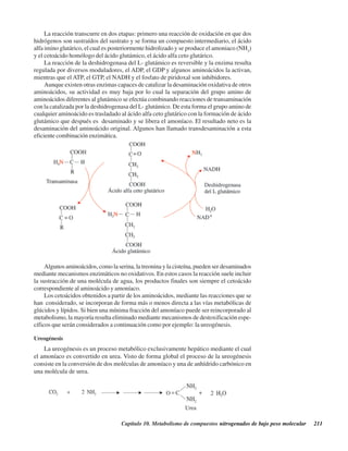 Capítulo 10. Metabolismo de compuestos nitrogenados de bajo peso molecular 211
La reacción transcurre en dos etapas: primero una reacción de oxidación en que dos
hidrógenos son sustraídos del sustrato y se forma un compuesto intermediario, el ácido
alfa imino glutárico, el cual es posteriormente hidrolizado y se produce el amoniaco (NH3
)
y el cetoácido homólogo del ácido glutámico, el ácido alfa ceto glutárico.
La reacción de la deshidrogenasa del L- glutámico es reversible y la enzima resulta
regulada por diversos moduladores, el ADP, el GDP y algunos aminoácidos la activan,
mientras que el ATP, el GTP, el NADH y el fosfato de piridoxal son inhibidores.
Aunque existen otras enzimas capaces de catalizar la desaminación oxidativa de otros
aminoácidos, su actividad es muy baja por lo cual la separación del grupo amino de
aminoácidos diferentes al glutámico se efectúa combinando reacciones de transaminación
con la catalizada por la deshidrogenasa del L- glutámico. De esta forma el grupo amino de
cualquier aminoácido es trasladado al ácido alfa ceto glutárico con la formación de ácido
glutámico que después es desaminado y se libera el amoníaco. El resultado neto es la
desaminación del aminoácido original. Algunos han llamado transdesaminación a esta
eficiente combinación enzimática.
Algunos aminoácidos, como la serina, la treonina y la cisteína, pueden ser desaminados
mediante mecanismos enzimáticos no oxidativos. En estos casos la reacción suele incluir
la sustracción de una molécula de agua, los productos finales son siempre el cetoácido
correspondiente al aminoácido y amoníaco.
Los cetoácidos obtenidos a partir de los aminoácidos, mediante las reacciones que se
han considerado, se incorporan de forma más o menos directa a las vías metabólicas de
glúcidos y lípidos. Si bien una mínima fracción del amoníaco puede ser reincorporado al
metabolismo, la mayoría resulta eliminado mediante mecanismos de destoxificación espe-
cíficos que serán considerados a continuación como por ejemplo: la ureogénesis.
Ureogénesis
La ureogénesis es un proceso metabólico exclusivamente hepático mediante el cual
el amoníaco es convertido en urea. Visto de forma global el proceso de la ureogénesis
consiste en la conversión de dos moléculas de amoníaco y una de anhídrido carbónico en
una molécula de urea.
http://MedicoModerno.Blogspot.com
 