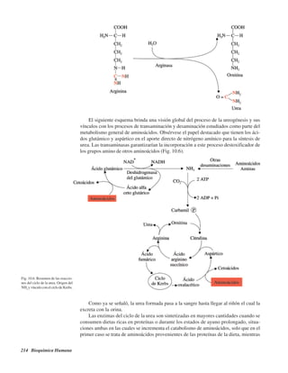 214 Bioquímica Humana
El siguiente esquema brinda una visión global del proceso de la ureogénesis y sus
vínculos con los procesos de transaminación y desaminación estudiados como parte del
metabolismo general de aminoácidos. Obsérvese el papel destacado que tienen los áci-
dos glutámico y aspártico en el aporte directo de nitrógeno amínico para la síntesis de
urea. Las transaminasas garantizarían la incorporación a este proceso destoxificador de
los grupos amino de otros aminoácidos (Fig. 10.6).
Fig. 10.6. Resumen de las reaccio-
nes del ciclo de la urea. Origen del
NH2
y vínculo con el ciclo de Krebs.
Como ya se señaló, la urea formada pasa a la sangre hasta llegar al riñón el cual la
excreta con la orina.
Las enzimas del ciclo de la urea son sintetizadas en mayores cantidades cuando se
consumen dietas ricas en proteínas o durante los estados de ayuno prolongado, situa-
ciones ambas en las cuales se incrementa el catabolismo de aminoácidos, solo que en el
primer caso se trata de aminoácidos provenientes de las proteínas de la dieta, mientras
http://MedicoModerno.Blogspot.com
 