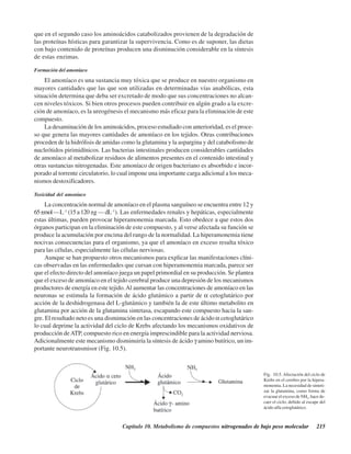 Capítulo 10. Metabolismo de compuestos nitrogenados de bajo peso molecular 215
que en el segundo caso los aminoácidos catabolizados provienen de la degradación de
las proteínas hísticas para garantizar la supervivencia. Como es de suponer, las dietas
con bajo contenido de proteínas producen una disminución considerable en la síntesis
de estas enzimas.
Formación del amoníaco
El amoníaco es una sustancia muy tóxica que se produce en nuestro organismo en
mayores cantidades que las que son utilizadas en determinadas vías anabólicas, esta
situación determina que deba ser excretado de modo que sus concentraciones no alcan-
cen niveles tóxicos. Si bien otros procesos pueden contribuir en algún grado a la excre-
ción de amoníaco, es la ureogénesis el mecanismo más eficaz para la eliminación de este
compuesto.
La desaminación de los aminoácidos, proceso estudiado con anterioridad, es el proce-
so que genera las mayores cantidades de amoníaco en los tejidos. Otras contribuciones
proceden de la hidrólisis de amidas como la glutamina y la aspargina y del catabolismo de
nucleótidos pirimidínicos. Las bacterias intestinales producen considerables cantidades
de amoníaco al metabolizar residuos de alimentos presentes en el contenido intestinal y
otras sustancias nitrogenadas. Este amoníaco de origen bacteriano es absorbido e incor-
porado al torrente circulatorio, lo cual impone una importante carga adicional a los meca-
nismos destoxificadores.
Toxicidad del amoníaco
La concentración normal de amoníaco en el plasma sanguíneo se encuentra entre 12 y
65μmol·L-1
(15a120μg·dL-1
). Las enfermedades renales y hepáticas, especialmente
estas últimas, pueden provocar hiperamonemia marcada. Esto obedece a que estos dos
órganos participan en la eliminación de este compuesto, y al verse afectada su función se
produce la acumulación por encima del rango de la normalidad. La hiperamonemia tiene
nocivas consecuencias para el organismo, ya que el amoníaco en exceso resulta tóxico
para las células, especialmente las células nerviosas.
Aunque se han propuesto otros mecanismos para explicar las manifestaciones clíni-
cas observadas en las enfermedades que cursan con hiperamonemia marcada, parece ser
que el efecto directo del amoníaco juega un papel primordial en su producción. Se plantea
que el exceso de amoníaco en el tejido cerebral produce una depresión de los mecanismos
productores de energía en este tejido.Al aumentar las concentraciones de amoníaco en las
neuronas se estimula la formación de ácido glutámico a partir de α cetoglutárico por
acción de la deshidrogenasa del L-glutámico y también la de este último metabolito en
glutamina por acción de la glutamina sintetasa, escapando este compuesto hacia la san-
gre. El resultado neto es una disminución en las concentraciones de ácido α cetoglutárico
lo cual deprime la actividad del ciclo de Krebs afectando los mecanismos oxidativos de
producción deATP, compuesto rico en energía imprescindible para la actividad nerviosa.
Adicionalmente este mecanismo disminuiría la síntesis de ácido γ amino butírico, un im-
portante neurotransmisor (Fig. 10.5).
Fig. 10.5. Afectación del ciclo de
Krebs en el cerebro por la hipera-
monemia. La necesidad de sinteti-
zar la glutamina, como forma de
evacuar el exceso de NH3
, hace de-
caer el ciclo, debido al escape del
ácido alfa cetoglutárico.
http://MedicoModerno.Blogspot.com
 