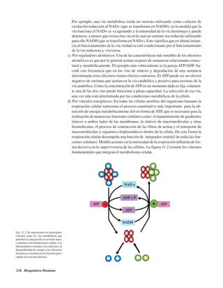 226 Bioquímica Humana
Por ejemplo, una vía metabólica oxida un sustrato utilizando como cofactor de
oxidación reducción al NAD+ (que se transforma en NADH); en la medida que la
vía funciona el NAD+ se va agotando y la intensidad de la vía disminuye y puede
detenerse, a menos que exista otra vía en la cual un sustrato sea reducido utilizando
para ello NADH (que se transforma en NAD+). Esto significa que en última instan-
cia el funcionamiento de la vía oxidativa está condicionado por el funcionamiento
de la vía reductora y viceversa.
c) Por reguladores alostéricos: Una de las características más notables de los efectores
alostéricos es que por lo general actúan en pares de sustancias relacionadas estruc-
tural y metabólicamente. El ejemplo más sobresaliente es la pareja ATP/ADP. Su-
cede con frecuencia que en las vías de síntesis y degradación de una sustancia
determinada estos efectores tienen efectos contrarios. El ATP puede ser un efector
negativo de enzimas que actúan en la vía catabólica y positivo para enzimas de la
vía anabólica. Como la concentración deATPen un momento dado es fija, solamen-
te una de las dos vías puede funcionar a plena capacidad. La selección de esa vía,
una vez más está determinada por las condiciones metabólicas de la célula.
d) Por vínculos energéticos: En todas las células aerobias del organismo humano la
respiración celular representa el proceso cuantitativo más importante para la ob-
tención de energía metabólicamente útil en forma de ATP, que es necesario para la
realización de numerosas funciones celulares como: el mantenimiento de gradientes
iónicos a ambos lados de las membranas, la síntesis de macromoléculas y otras
biomoléculas, el proceso de contracción de las fibras de actina y el transporte de
macromoléculas y organitos citoplasmáticos dentro de la célula. De esta forma la
respiración celular desempeña una función de “integrador central” de todas las fun-
ciones celulares. Modificaciones en la intensidad de la respiración influirán de for-
ma decisiva en la supervivencia de las células. La figura 11.2 resume los vínculos
fundamentales que integran el metabolismo celular.
Fig. 11.2. Se representan los principales
vínculos entre las vías metabólicas que
permiten la integración en un todo único
y armónico del metabolismo celular. Los
intermediarios comunes, los cofactores, la
disponibilidad de energía y los efectores
alostéricos constituyen los factores prin-
cipales de esos mecanismos.
http://MedicoModerno.Blogspot.com
 