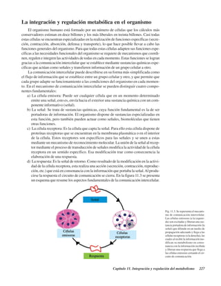 Capítulo 11. Integración y regulación del metabolismo 227
La integración y regulación metabólica en el organismo
El organismo humano está formado por un número de células que los cálculos más
conservadores estiman en doce billones y los más liberales en treinta billones. Casi todas
estas células se encuentran especializadas en la realización de funciones específicas (secre-
ción, contracción, absorción, defensa y transporte), lo que hace posible llevar a cabo las
funciones generales del organismo. Para que todas estas células adapten sus funciones espe-
cíficas a las necesidades funcionales del organismo se requiere de mecanismos que coordi-
nen, regulen e integren las actividades de todas en cada momento. Estas funciones se logran
gracias a la comunicación intercelular que se establece mediante sustancias químicas espe-
cíficas que actúan como señales y transfieren información de un grupo celular a otro.
La comunicación intercelular puede describirse en su forma más simplificada como
el flujo de información que se establece entre un grupo celular y otro, y que permite que
cada grupo adapte su funcionamiento a las condiciones del organismo en cada momen-
to. En el mecanismo de comunicación intercelular se pueden distinguir cuatro compo-
nentes fundamentales:
a) La célula emisora: Puede ser cualquier célula que en un momento determinado
emite una señal, esto es, envía hacia el exterior una sustancia química con un com-
ponente informativo (señal).
b) La señal: Se trata de sustancias químicas, cuya función fundamental es la de ser
portadoras de información. El organismo dispone de sustancias especializadas en
esta función, pero también pueden actuar como señales, biomoléculas que tienen
otras funciones.
c) La célula receptora: Es la célula que capta la señal. Para ello esta célula dispone de
proteínas receptoras que se encuentran en la membrana plasmática o en el interior
de la célula. Estos receptores son específicos para las señales y se unen a estas
mediante un mecanismo de reconocimiento molecular. La unión de la señal al recep-
tor mediante el proceso de transducción de señales modifica la actividad de la célula
receptora en un sentido específico. Esa modificación trae como consecuencia la
elaboración de una respuesta.
d) La respuesta: Es la señal de retorno. Como resultado de la modificación en la activi-
dad de la célula receptora, esta realiza una acción (secreción, contracción, reproduc-
ción, etc.) que está en consonancia con la información que portaba la señal.Al produ-
cirse la respuesta el circuito de comunicación se cierra. En la figura 11.3 se presenta
un esquema que resume los aspectos fundamentales de la comunicación intercelular.
Fig. 11.3. Se representa el mecanis-
mo de comunicación intercelular.
Las células emisoras (a la izquier-
da) son excitadas y liberan una sus-
tancia portadora de información (la
señal) que difunde en un medio de
propagación adecuado y llega a las
células receptoras (a la derecha), las
cuales al recibir la información mo-
difican su metabolismo en conso-
nancia con la información recibida
y liberan una respuesta que llega a
las células emisoras cerrando el cir-
cuito de comunicación.
http://MedicoModerno.Blogspot.com
 
