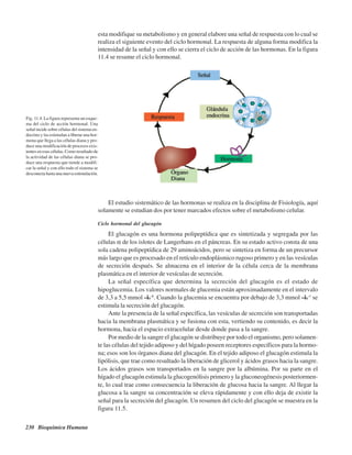 230 Bioquímica Humana
esta modifique su metabolismo y en general elabore una señal de respuesta con lo cual se
realiza el siguiente evento del ciclo hormonal. La respuesta de alguna forma modifica la
intensidad de la señal y con ello se cierra el ciclo de acción de las hormonas. En la figura
11.4 se resume el ciclo hormonal.
Fig. 11.4. La figura representa un esque-
ma del ciclo de acción hormonal. Una
señal incide sobre células del sistema en-
docrino y las estimulan a liberar una hor-
mona que llega a las células diana y pro-
duce una modificación de procesos exis-
tentes en esas células. Como resultado de
la actividad de las células diana se pro-
duce una respuesta que tiende a modifi-
car la señal y con ello todo el sistema se
desconectahastaunanuevaestimulación.
El estudio sistemático de las hormonas se realiza en la disciplina de Fisiología, aquí
solamente se estudian dos por tener marcados efectos sobre el metabolismo celular.
Ciclo hormonal del glucagón
El glucagón es una hormona polipeptídica que es sintetizada y segregada por las
células α de los islotes de Langerhans en el páncreas. En su estado activo consta de una
sola cadena polipeptídica de 29 aminoácidos, pero se sintetiza en forma de un precursor
más largo que es procesado en el retículo endoplásmico rugoso primero y en las vesículas
de secreción después. Se almacena en el interior de la célula cerca de la membrana
plasmática en el interior de vesículas de secreción.
La señal específica que determina la secreción del glucagón es el estado de
hipoglucemia. Los valores normales de glucemia están aproximadamente en el intervalo
de 3,3 a 5,5 mmol ·L-1
. Cuando la glucemia se encuentra por debajo de 3,3 mmol ·L-1
se
estimula la secreción del glucagón.
Ante la presencia de la señal específica, las vesículas de secreción son transportadas
hacia la membrana plasmática y se fusiona con esta, vertiendo su contenido, es decir la
hormona, hacia el espacio extracelular desde donde pasa a la sangre.
Por medio de la sangre el glucagón se distribuye por todo el organismo, pero solamen-
te las células del tejido adiposo y del hígado poseen receptores específicos para la hormo-
na; esos son los órganos diana del glucagón. En el tejido adiposo el glucagón estimula la
lipólisis, que trae como resultado la liberación de glicerol y ácidos grasos hacia la sangre.
Los ácidos grasos son transportados en la sangre por la albúmina. Por su parte en el
hígado el glucagón estimula la glucogenólisis primero y la gluconeogénesis posteriormen-
te, lo cual trae como consecuencia la liberación de glucosa hacia la sangre. Al llegar la
glucosa a la sangre su concentración se eleva rápidamente y con ello deja de existir la
señal para la secreción del glucagón. Un resumen del ciclo del glucagón se muestra en la
figura 11.5.
http://MedicoModerno.Blogspot.com
 
