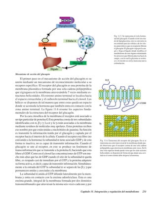 Capítulo 11. Integración y regulación del metabolismo 231
Fig. 11.5. Se representa el ciclo hormo-
nal del glucagón. Cuando existe un esta-
do de hipoglucemia, esto se convierte en
un estímulo para las células a de los islo-
tes pancreáticos que en respuesta liberan
el glucagón. El glucagón viaja por la san-
gre y llega al hígado donde modifica el
metabolismo de este órgano estimulando
los procesos que liberan glucosa hacia la
sangre, con lo cual la glicemia se restitu-
ye y el circuito se cierra, hasta una nueva
estimulación.
Mecanismo de acción del glucagón
El primer paso en el mecanismo de acción del glucagón es su
unión mediante un mecanismo de reconocimiento molecular a su
receptor específico. El receptor del glucagón es una proteína de la
membrana plasmática formada por una sola cadena polipeptídica
que zigzaguea en la membrana atravesándola 7 veces mediante es-
tructuras helicoidales. El extremo amino terminal se localiza hacia
el espacio extracelular y el carboxilo terminal hacia el citosol. Las
hélices se disponen de tal manera que entre estas queda un espacio
donde se acomoda la hormona que también entra en contacto con la
zona amino terminal. La figura 11.6 resume los aspectos funda-
mentales de la estructura del receptor del glucagón.
Por la cara citosólica de la membrana el receptor está asociado a
untipoparticulardeproteínaG.Estaproteínaconstadetressubunidades
identificadas con α, β y γ. La α y la γ están asociadas a la membrana
mediante residuos de moléculas muy apolares. Estas proteínas reciben
ese nombre por que están unidas a nucleótidos de guanina. Su función
es transmitir la información traída por el glucagón y captada por el
receptor hacia el interior de la célula. Cuando el receptor esta libre (no
está unido a la hormona) la subunidad α tiene asociado GDP y de esta
forma es inactiva, no es capaz de transmitir información. Cuando el
glucagón se une al receptor, en este se produce un fenómeno de
transconformación que se transmite a la proteína G, haciendo que esta
libere el GDP. Como en el citosol las concentraciones de GTPson mu-
cho más altas que las de GDP cuando el sitio de la subunidad α queda
libre, es ocupado casi de inmediato por el GTP y la proteína adquiere
su forma activa, es decir, capaz de transmitir información. Simultánea-
mente a la entrada del GTP la subunidad α se separa de las β y γ que
permanecen unidas y asociadas a la membrana.
La subunidad α unida al GTP difunde lateralmente por la mem-
brana y entra en contacto con la enzima adenilciclasa. Esta es una
enzima grande, integral de la membrana formada por dos dominios
transmembranales que atraviesan la misma seis veces cada uno y por
Fig. 11.6. Estructura del receptor del glucagón. En a) se
representa un corte transversal de la membrana donde pue-
de observarse que el receptor consta de una sola cadena
polipeptídica que atraviesa la membrana siete veces. En b)
una vista superior donde puede verse que los siete sectores
helicoidales se disponen de forma tal que dejan una cavi-
dad en el centro donde debe alojarse la hormona.
http://MedicoModerno.Blogspot.com
 