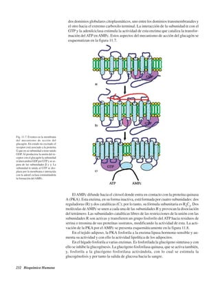 232 Bioquímica Humana
dos dominios globulares citoplasmáticos, uno entre los dominios transmembranales y
el otro hacia el extremo carboxilo terminal. La interacción de la subunidad α con el
GTP y la adenilciclasa estimula la actividad de esta enzima que cataliza la transfor-
mación del ATP enAMPc. Estos aspectos del mecanismo de acción del glucagón se
esquematizan en la figura 11.7.
Fig. 11.7. Eventos en la membrana
del mecanismo de acción del
glucagón. En estado no excitado el
receptor está asociado a la proteína
G que en su subunidad a tiene unido
GDP.Al producirse la unión del re-
ceptor con el glucagón la subunidad
αintercambia GDP por GTP y se se-
para de las subunidades β y γ. La
subunidad α unida al GTP se des-
plaza por la membrana e interactúa
con la adenil ciclasa estimulándola
la formación delAMPc.
ElAMPc difunde hacia el citosol donde entra en contacto con la proteína quinasa
A (PKA). Esta enzima, en su forma inactiva, está formada por cuatro subunidades: dos
reguladoras (R) y dos catalíticas (C); por lo tanto, su fórmula subunitaria es R2
C2
. Dos
moléculas deAMPc se unen a cada una de las subunidades R y provocan la disociación
del tetrámero. Las subunidades catalíticas libres de las restricciones de la unión con las
subunidades R son activas y transfieren un grupo fosforilo del ATP hacia residuos de
serina o treonina de sus proteínas sustratos, modificando la actividad de esta. La acti-
vación de la PKA por el AMPc se presenta esquemáticamente en la figura 11.8.
En el tejido adiposo, la PKA fosforila a la enzima lipasa hormona-sensible y au-
menta su actividad y con ello la actividad lipolítica de los adipocitos.
En el hígado fosforila a varias enzimas. Es fosforilada la glucógeno sintetasa y con
ello se inhibe la glucogénesis. La glucógeno fosforilasa quinasa, que se activa también,
y, fosforila a la glucógeno fosforilasa activándola, con lo cual se estimula la
glucogénolisis y por tanto la salida de glucosa hacia la sangre.
http://MedicoModerno.Blogspot.com
 