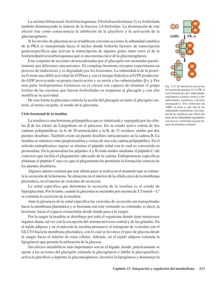 Capítulo 11. Integración y regulación del metabolismo 233
La enzima bifuncional (fosfofructoquinasa-2/fosfofructofosfatasa-2) es fosforilada
también disminuyendo la síntesis de la fructosa 2,6-bisfosfato. La disminución de este
efector trae como consecuencia la inhibición de la glucólisis y la activación de la
gluconeogénesis.
Si los niveles de glucemia no se restablecen con estas acciones la subunidad catalítica
de la PKA es transportada hacia el núcleo donde fosforila factores de transcripción
genicoespecíficos que activan la transcripción de algunos genes entre estos el de la
fosfoenolpirúvicocarboxiquinasa que es una enzima clave de la gluconeogénesis.
Este conjunto de acciones desencadenadas por el glucagón son atenuadas parale-
lamente por diferentes mecanismos. El complejo hormona-receptor experimenta un
proceso de endocitosis y es degradado por los lisosomas. La subunidad α de la proteí-
na G tiene una débil actividad de GTPasa y con el tiempo hidroliza al GTP producien-
do GDP provocando su propia inactivación y su unión a las subunidaddes β y γ. Por
otra parte fosfoproteínas fosfatasas en el citosol son capaces de eliminar el grupo
fosfato de las enzimas que fueron fosforiladas en respuesta al glucagón y con ello
modificar su actividad.
De esta forma la glucemia controla la acción del glucagón en tanto el glucagón con-
trola, al menos en parte, el estado de la glucemia.
Ciclo hormonal de la insulina
La insulina es una hormona polipeptídica que es sintetizada y segregada por las célu-
las β de los islotes de Langerhans en el páncreas. En su estado activo consta de dos
cadenas polipeptídicas: la A, de 20 aminoácidos y la B, de 31 residuos, unidas por dos
puentes disulfuro. También existe un puente disulfuro intracatenario en la cadena B. La
insulina se sintetiza como preproinsulina y consta de una sola cadena polipeptídica. En el
retículo endoplásmico rugoso se elimina el péptido señal con lo cual es convertida en
proinsulina. En la proinsulina los péptidos A y B están unidos mediante el péptido C (de
conector) que facilita el plegamiento adecuado de la cadena. Endoproteasas específicas
eliminan el péptido C una vez que el plegamiento ha permitido la formación correcta de
los puentes disulfuros.
Algunos autores estiman que este último paso se realiza en el momento que se estimu-
la la secreción de la hormona. Se almacena en el interior de la célula cerca de la membrana
plasmática, en el interior de vesículas de secreción.
La señal específica que determina la secreción de la insulina es el estado de
hiperglucemia. Por lo tanto, cuando la glucemia se encuentra por encima de 5,5 mmol·L1
se estimula la secreción de la insulina.
Ante la presencia de la señal específica las vesículas de secreción son transportadas
hacia la membrana plasmática y se fusionan con esta vertiendo su contenido, es decir, la
hormona, hacia el espacio extracelular desde donde pasa a la sangre.
Por la sangre la insulina se distribuye por todo el organismo donde tiene numerosos
órganos diana, tal vez con la excepción del sistema nervioso central y de las gónadas. En
el tejido adiposo y en el músculo la insulina promueve el transporte de vesículas con el
GLUT4 hacia la membrana plasmática, con lo cual se favorece el paso de glucosa desde
la sangre hacia el interior de estas células. Además, en el tejido adiposo estimula la
lipogénesis que permite la utilización de la glucosa.
Sus efectos metabólicos más importantes son en el hígado, donde, prácticamente se
opone a las acciones del glucagón; estimula la glucogénesis e inhibe la glucogenólisis;
activa la glucólisis y deprime la gluconeogénesis; favorece la lipogénesis y disminuye la
Fig. 11.8. Se muestra la activación
de la proteína quinasa A. La PK-A
está formada por dos subunidades
reguladoras (cuadros verdes) y dos
subunidades catalíticas (círculos
anaranjados). Dos moléculas de
AMPc se unen a cada una de las
subunidades reguladoras y las sepa-
ran de las catalíticas que, libres del
frenodelassubunidadesreguladoras
son activas y fosforilan un gran nú-
mero de proteínas celulares.
http://MedicoModerno.Blogspot.com
 