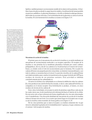 234 Bioquímica Humana
lipólisis, también promueve un incremento notable de la síntesis de las proteínas.Al faci-
litar el paso de glucosa desde la sangre hacia los tejidos y la utilización del monosacárido
en procesos anabólicos, la glucemia disminuye y con ello se elimina la señal que desenca-
denó todas las acciones descritas. Con la disminución de la glucemia se cierra el ciclo de
la insulina. El ciclo hormonal de la insulina se resume en la figura 11.9.
Fig. 11.9. Se muestra el ciclo de ac-
ción hormonal de la insulina. Cuan-
doexisteunestadodehiperglucemia,
estoseconvierteenunestímulopara
las células β de los islotes pancreá-
ticos y las estimulan a segregar
insulina.Lainsulinaviajaporlasan-
gre y llega al hígado modificando el
metabolismo de este órgano de tal
formaquefavorecelosprocesosque
utilizan la glucosa. Al ser utilizada
laglucosaintracelularmente,seesti-
mulaelpasodeglucosadesdelasan-
gre hacia los hepatocitos con lo cual
disminuye la glicemia y se cierra el
circuito.
Mecanismo de acción de la insulina
El primer paso en el mecanismo de acción de la insulina es su unión mediante un
mecanismo de reconocimiento molecular a su receptor específico. El receptor de la
insulina es una proteína de la membrana plasmática formada por cuatro cadenas
polipeptídicas, dos α y dos β. Las cadenas α se localizan hacia el exterior de la mem-
brana y es donde existe el sitio de reconocimiento para la hormona. Por su parte las
cadenas β tienen una pequeña porción extracelular, un dominio transmembranal y casi
toda la cadena se encuentra hacia el citosol. La porción citosólica de la cadena β tiene
actividad enzimática pues cataliza la transferencia de un grupo fosforilo del ATP hacia
residuos de tirosina de sus proteínas sustratos. Esta actividad es inhibida
constitutivamente por las subunidades α.
Al unirse la insulina a las subunidades α se elimina la inhibición sobre las cadenas
β y estas producen una autofosforilación cruzada, es decir, cada cadena β fosforila a su
compañera en el mismo receptor. Esta fosforilación se produce, al menos, en cinco
residuos de tirosina de las cadenas β.
Estos sitios fosforilados sirven para la unión de proteínas específicas cada una de
las cuales inicia una vía de transferencia de información hacia el interior de la célula.
En este texto solo se hace referencia de forma simplificada a las vías más relacionadas
con el metabolismo. Una discusión detallada del mecanismo de acción de la insulina
rebasa el alcance de este texto. Los eventos que tienen lugar en el receptor una vez que
se une la insulina están resumidos de forma gráfica en la figura 11.10.
De las cinco proteínas que se unen al receptor, se estudian solamente dos: la que
inicia la subunidad reguladora de la fosfatidilinositol-3-quinasa y la que comienza con
el sustrato 1 del receptor de insulina.
http://MedicoModerno.Blogspot.com
 