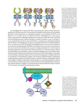 Capítulo 11. Integración y regulación del metabolismo 235
Fig. 11.10. Eventos que ocurren en la
membranacomopartedelmecanismo
de acción de la insulina. Al unirse la
insulinaalreceptoresteseautofosforila
envariossitiosdelaporcióncitosólica.
Acadaunodeesossitiosfosforilados
seunenproteínasespecíficas.Solamen-
te se representan el sustrato 1 del re-
ceptor de insulina (IRS-1) y la
subunidad reguladora de la fosfati-
dilinositol-3-quinasa (PI-3-K). Estas
proteínas resultan fosfosriladas por el
receptor y a ellas se unen otras proteí-
nasquetambiénresultanfosforiladas,
desencadenándose varias cadenas de
transmisióndeinformación.
La fosfatidilinositol-3-quinasa (PI-3K) es una enzima que cataliza la fosforilación de-
pendiente deATPde la posición 3 del inositol del fosfatidilinositol presente en la membrana
plasmática. Está formada por una subunidad reguladora y una catalítica (PI-3K C) en la
figura 11.11). La forma activa es el dímero de las dos subunidades que se unen por un
motivo estructural de la subunidad reguladora que contiene un residuo de tirosina y que debe
estar fosforilado para que la unión se produzca. Cuando la insulina se une a su receptor y
este se autofosforila, uno de los sitios fosforilados es ocupado por la subunidad reguladora
delaPI-3Kqueesfosforiladaporelreceptoryesopermitelaunióndelasubunidadcatalítica.
Ya en su forma activa la PI-3K fosforila al fosfatidilinositol y esto trae como resultado la
activación de la proteína quinasa B (PK-B). Esta quinasa tiene dos acciones muy relaciona-
das con los efectos de la insulina: por una parte, estimula el trasnporte de vesículas hacia la
membranaplasmática,entreestaslasquecontienenelGLUT4ycomohayunmayornúmero
de transportadores en la membrana y existe un estado de hiperglucemia se incrementa el paso
deglucosadesdeellíquidointersticialhaciaelinteriordelacélula(tejidoadiposoymuscular),
locualcontribuyeadisminuirlaglucemia(laconcentracióndeglucosaenellíquidointersticial
es un reflejo de su concentración en sangre) ; por otra parte, la PK-B fosforila a la glucógeno
sintetasaquinasaylainactiva.Estaúltimaenzimaescapazdefosforilaralaglucógenosintetasa
inactivándola.Alinhibirselaglucógenosintetasaquinasanosefosforilalaglucógenosintetasa
ydeestaformasemantieneactivaconlocualsefavorecelasíntesisdelglucógeno,unproceso
queconsumeglucosaycontribuyealaextraccióndeestemonosacáridodelasangre.Lafigura
11.11 resume la vía de la PI-3K activada por la insulina.
Fig. 11.11. Se representa la vía de
la PI-3-K. Cuando la subunidad
reguladora es fosforilada por el re-
ceptor, a ella se une la subunidad
catalítica (PI-3-K(C)). Esto condu-
ce a la activación de la proteína
quinasa B (PK-B) que por una par-
te estimula el transporte de vesícu-
las que contienen el transportador
GLUT4delaglucosahacialamem-
brana y por otra fosforila e inactiva
a la glucógeno sintasa quinasa 3
(GSK) con lo cual impide la
fosforilacióndelaglucógenosintasa
yfavorecelasíntesisdelglucógeno.
http://MedicoModerno.Blogspot.com
 