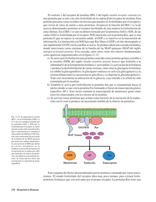 236 Bioquímica Humana
Fig. 11.12. Se representa la vía del
IRS-1.Al ser fosforilado el IRS-1 a
él se une un complejo formado por
las proteínas Grb2 y SOS que es
fosforilado por el receptor, lo cual le
permite actuar sobre la proteína Ras
que es una proteína G y estimula el
intercambio de GDP por GTP. Esto
traecomoconsecuencialaactivación
de la familia de las MAP quinasas
que tienen tres salidas importantes:
la activación de la ISPK que define
los efectos metabólicos de la
insulina; la activación de factores de
la iniciación de la traducción (eIF)
que intensifica la síntesis de proteí-
nas y por último la activación de fac-
tores de transcripción (Jun) que
incrementan la expresión de genes
específicos.
Este conjunto de efectos desencadenados por la insulina es atenuado por varios meca-
nismos. El estado fosforilado del receptor dura muy poco tiempo, pues existen fosfo-
proteínas fosfatasas que son activadas por el propio receptor. La proteína Ras tiene una
El sustrato 1 del receptor de insulina (IRS-1 del inglés insulin receptor sustrate) es
una proteína que se une a un sitio fosforilado de la cadena β del receptor de insulina. Esta
proteína presenta varios residuos de tirosina que pueden ser fosforilados por el receptor y
que sirven de sitios de unión a otras proteínas. Al parecer la función del IRS-1 es la de
acercar determinadas proteínas al receptor facilitando de esta manera la fosforilación de
estas últimas. En el IRS-1 se une un dímero formado por las proteínas Grb2 y SOS, de las
cuales Grb2 es fosforilada por el receptor. SOS interactúa con la proteína Ras, que es una
proteína G que en reposo se encuentra unida al GDP y es inactiva en la transmisión de
información. La interacción con SOS hace que Ras libere el GDP y al sitio desocupado se
une rápidamente el GTP, con lo cual Ras se activa. Se produce ahora una cascada enzimática
donde intervienen varias enzimas de la familia de las MAP quinasas (MAP del inglés
mitogen activated protein). Esta cascada, entre otros, tiene tres efectos fundamentales
como aparecen esquematizados en la figura 11.12:
a) Se activa por fosforilación una proteína conocida como proteína quinasa sensible a
la insulina (ISPK del inglés insulin sensitive protein kinase) que fosforila a la
subunidad G de la fosfoproteína fosfatasa 1 activándola. La activación de la fosfatasa
1 produce la desfosforilación de varias enzimas, entre estas la glucógeno fosforilasa
(se inhibe la glucogenólisis), la glucógeno sintetasa (se activa la glucogénesis) y la
enzima bifuncional (se incrementa la glucólisis y se deprime la gluconeogénesis).
Todo esto incrementa la utilización de la glucosa, cuya entrada a la célula ha sido
estimulada por la insulina.
b) También se activa por fosforilación la proteína Jun que es transportada hacia el
núcleo donde se une con la proteína Fos formando el factor de transcripción génico
específico AP-1. Este factor estimula la transcripción de numerosos genes entre
estos los relacionados con los efectos de la insulina.
c) Se activan varias proteínas que actúan como factores de la iniciación de la traduc-
ción con lo cual se produce un incremento notable de la síntesis de proteínas.
http://MedicoModerno.Blogspot.com
 