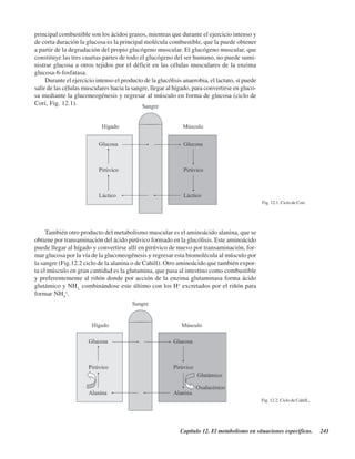 Capítulo 12. El metabolismo en situaciones específicas. 241
Fig. 12.1. Ciclo de Cori.
principal combustible son los ácidos grasos, mientras que durante el ejercicio intenso y
de corta duración la glucosa es la principal molécula combustible, que la puede obtener
a partir de la degradación del propio glucógeno muscular. El glucógeno muscular, que
constituye las tres cuartas partes de todo el glucógeno del ser humano, no puede sumi-
nistrar glucosa a otros tejidos por el déficit en las células musculares de la enzima
glucosa-6-fosfatasa.
Durante el ejercicio intenso el producto de la glucólisis anaerobia, el lactato, sí puede
salir de las células musculares hacia la sangre, llegar al hígado, para convertirse en gluco-
sa mediante la gluconeogénesis y regresar al músculo en forma de glucosa (ciclo de
Cori, Fig. 12.1).
También otro producto del metabolismo muscular es el aminoácido alanina, que se
obtiene por transaminación del ácido pirúvico formado en la glucólisis. Este aminoácido
puede llegar al hígado y convertirse allí en pirúvico de nuevo por transaminación, for-
mar glucosa por la vía de la gluconeogénesis y regresar esta biomolécula al músculo por
la sangre (Fig.12.2 ciclo de la alanina o de Cahill). Otro aminoácido que también expor-
ta el músculo en gran cantidad es la glutamina, que pasa al intestino como combustible
y preferentemente al riñón donde por acción de la enzima glutaminasa forma ácido
glutámico y NH3,
combinándose este último con los H+
excretados por el riñón para
formar NH4
+
.
Fig. 12.2. Ciclo de CahilL.
http://MedicoModerno.Blogspot.com
 