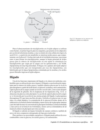Capítulo 12. El metabolismo en situaciones específicas. 243
Para el almacenamiento de triacilgliceroles en el tejido adiposo se utilizan
como fuentes, en primer lugar la glucosa sanguínea, que penetra en los adipocitos
por acción de la hormona insulina, y una vez dentro de estas células da origen a la
acetil-CoA , y a partir de este metabolito se sintetizan ácidos grasos, que conjun-
tamente con el glicerol-3-fosfato derivado de la fosfohidroxiacetona, reaccionan
entre sí para formar los triacilgliceroles; aunque la fuente principal de ácidos
grasos para la síntesis de tracilgliceroles en este tejido la constituyen los
triacilgliceroles que viajan por la sangre con los quilomicrones y las VLDL
(lipoproteínas de muy baja densidad). Al llegar a los capilares del tejido adiposo
los triacilgliceroles que son transportados por esas dos lipoproteínas, son
hidrolizados por la lipasa lipoproteínica estimulada por la insulina y los ácidos
grasos liberados ingresan al tejido adiposo.
Hígado
Una de las funciones importantes del hígado es la síntesis de moléculas com-
bustibles para su utilización por otros órganos. El hígado es una localización impor-
tante para la síntesis de ácidos grasos y también sintetiza glucosa por la vía de la
gluconeogénesisapartirdelácidoláctico,elglicerol,laalaninayotrosaminoácidos;
capta la glucosa de la sangre cuando sus niveles son elevados, como ocurre después
de la ingestión de glúcidos. En el citoplasma de los hepatocitos (Fig. 12.4), se
almacena esta glucosa como glucógeno. La acción de captar la glucosa de la sangre
se ve favorecida por la acción de una enzima propia del hígado, la glucoquinasa
(hexoquinasa IV) que tiene una Km elevada y fosforila a la glucosa una vez que
entra a la célula hepática. La acumulación de la glucosa-6-fosfato dentro de la
célulaactivaalaformab(formafosforiladaymenosactiva)delaglucogénosintetasa
yporotroladofavorecelaconversióndelaglucógenofosforilasaa(formafosforilada
y más activa) en la forma b (no fosforilada y menos activa) estimulándose de tal
manera la síntesis de glucógeno por estas acciones.
El hígado es además un órgano formador de cuerpos cetónicos; también de
urea y de otros compuestos nitrogenados de bajo peso molecular.
Para satisfacer sus necesidades energéticas, el hígado puede utilizar diversos
combustibles como la glucosa, los ácidos grasos y los aminoácidos.
Fig.12.3. Resumen de los procesos de
lipógénesis y lipólisis en el adipocito.
Fig.12.4. Microfotografía de células hepáticas.
http://MedicoModerno.Blogspot.com
 