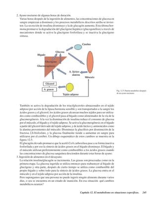 Capítulo 12. El metabolismo en situaciones específicas. 245
2. Ayuno nocturno de algunas horas de duración.
Varias horas después de la ingestión de alimentos, las concentraciones de glucosa en
sangre empiezan a disminuir y los procesos metabólicos descritos arriba se invier-
ten. La secreción de insulina disminuye y la de glucagón aumenta. Esta última hor-
mona promueve la degradación del glucógeno hepático (glucogenólisis) a través de
mecanismos donde se activa la glucógeno fosforilasa y se inactiva la glucógeno
sintasa.
Fig. 12.5. Patrón metabólico después
de un ayuno nocturno.
También se activa la degradación de los triacilgliceroles almacenados en el tejido
adiposo por acción de la lipasa hormona sensible y son transportados a la sangre los
ácidos grasos y el glicerol; los ácidos grasos alcanzan muchos tejidos para ser utiliza-
dos como combustibles y el glicerol pasa al hígado como alimentador de la vía de la
gluconeogénesis. A la vez la disminución de insulina reduce el consumo de glucosa
por el músculo, el hígado y el tejido adiposo. Se activa la gluconeogénesis en el hígado
a partir del glicerol derivado del tejido adiposo, y de ácido láctico y aminoácidos como
la alanina provenientes del músculo. Disminuye la glucólisis por disminución de la
fructosa 2,6-bisfosfato, y la glucosa finalmente tiende a aumentar en sangre para
utilizarse por el cerebro. Un dibujo esquemático de estos cambios se muestra en la
figura 12.5.
El glucagón elevado promueve que la acetil-CoA carboxilasa pase a su forma inactiva
fosforilada y por eso la síntesis de ácidos grasos en el hígado disminuye. El hígado y
el músculo utilizan preferentemente como combustibles a los ácidos grasos cuando
las concentraciones de glucosa sanguínea descienden durante estas horas de ayuno.
3. Ingestión de alimentos en el desayuno.
La relación insulina/glucagón se incrementa. Las grasas son procesadas como en la
primera etapa. La glucosa ingerida se utiliza entonces para reabastecer al hígado de
glucógeno y otra parte, después de cierto tiempo se utiliza como combustible del
propio hígado y sobre todo para la síntesis de ácidos grasos. La glucosa entra en el
músculo y en el tejido adiposo por acción de la insulina.
Pero supongamos que una persona no puede ingerir ningún alimento durante varios
días, o sea se encuentra en un estado de inanición. En esa situación ¿qué cambios
metabólicos ocurren?
http://MedicoModerno.Blogspot.com
 