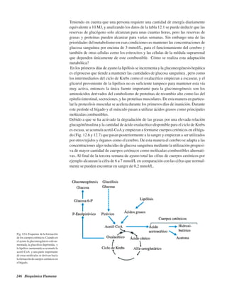 246 Bioquímica Humana
Teniendo en cuenta que una persona requiere una cantidad de energía diariamente
equivalente a 10 MJ, y analizando los datos de la tabla 12.1 se puede deducir que las
reservas de glucógeno solo alcanzan para unas cuantas horas, pero las reservas de
grasas y proteínas pueden alcanzar para varias semanas. Sin embargo una de las
prioridades del metabolismo en esas condiciones es mantener las concentraciones de
glucosa sanguínea por encima de 3 mmol/L, para el funcionamiento del cerebro y
también de otras células como los eritrocitos y las células de la médula suprarrenal
que dependen únicamente de este combustible. ¿Cómo se realiza esta adaptación
metabólica?
En los primeros días de ayuno la lipólisis se incrementa y la gluconeogénesis hepática
es el proceso que tiende a mantener las cantidades de glucosa sanguínea , pero como
los intermediarios del ciclo de Krebs como el oxalacético empiezan a escasear, y el
glicerol proveniente de la lipólisis no es suficiente tampoco para mantener esta vía
muy activa, entonces la única fuente importante para la gluconeogénesis son los
aminoácidos derivados del catabolismo de proteínas de recambio alto como las del
epitelio intestinal, secreciones, y las proteínas musculares. De esta manera en particu-
lar la proteolisis muscular se acelera durante los primeros días de inanición. Durante
este período el hígado y el músculo pasan a utilizar ácidos grasos como principales
moléculas combustibles.
Debido a que se ha activado la degradación de las grasas por una elevada relación
glucagón/insulina y la cantidad de ácido oxalacético disponible para el ciclo de Krebs
es escasa, se acumula acetil-CoA y empiezan a formarse cuerpos cetónicos en el híga-
do (Fig. 12.6 y 12.7) que pasan posteriormente a la sangre y empiezan a ser utilizados
por otros tejidos y órganos como el cerebro. De esta manera el cerebro se adapta a las
concentraciones algo reducidas de glucosa sanguínea mediante la utilización progresi-
va de mayor cantidad de cuerpos cetónicos como moléculas combustibles alternati-
vas. Al final de la tercera semana de ayuno total las cifras de cuerpos cetónicos por
ejemplo alcanzan la cifra de 6 a 7 mmol/L en comparación con las cifras que normal-
mente se pueden encontrar en sangre de 0,2 mmol/L.
Fig. 12.6. Esquema de la formación
de los cuerpos cetónicos. Cuando en
el ayuno la gluconeogénesis está au-
mentada, la glucolisis deprimida, y
la lipólisis aumentada se acumula la
acetil-CoA y una parte importante
de estas moléculas se derivan hacia
laformacióndecuerposcetónicosen
el hígado.
http://MedicoModerno.Blogspot.com
 
