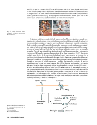 248 Bioquímica Humana
anterior en que los cambios metabólicos deben producirse en un corto tiempo para permi-
tir una rápida adaptación del organismo. Por ejemplo en una carrera de 100 metros planos
la vía glucolítica de estos corredores incrementa su velocidad unas 1000 veces en menos
de 1 s; y en otras carreras (Fig. 12.8) se produce un incremento menor, pero aún así de
varias veces la velocidad que tiene esta vía en condiciones de reposo.
Fig. 12.9. Regulación coordinada de
la contracción muscular y la
glucogenólisis.
AC:Adenilciclasa
R: Receptor adrenérgico
Fig12.8. Alberto Juantorena, doble
campeón olímpico cubano en
Montreal 1976.
El ejercicio se inicia por una decisión de nuestro cerebro. Nosotros decidimos cuando con-
traernuestrosmúsculosenunaformaparticularyconunaintensidaddeterminada.Seactivanlos
nervios somáticos y viajan así impulsos nerviosos hasta el músculo para iniciar la contracción.
Enlaterminalnerviosaseliberaacetilcolinalacualseuneareceptoresdelaplacaneuromuscular
yseiniciaasíladespolarizacióndetodalamembranaplasmáticaosarcolemadelafibramuscu-
lar; esto da lugar a la liberación de Ca2+
del retículo sarcoplásmico y estos iones se unen a la
troponina C, con lo que se da inicio al deslizamiento de los filamentos de actina y miosina con
consumodeATPparallevaracaboelacortamientodelasfibrasmusculares.ElCa2+
liberadoes
también un activador de la glucogenofosforilasa b, para convertirla en la forma activa o
glucógenofosforilasa a, iniciándose así la degradación del glucógeno muscular. Paralelamente
durante el ejercicio se incrementan en sangre las concentraciones de la hormona adrenalina,
liberada en sangre por la médula suprarrenal y también liberada en las terminales de nervios
simpáticos como los que inervan el corazón (Fig. 12.9); al unirse la adrenalina a receptores
adrenérgicos de las fibras musculares, activan la enzima adenilciclasa, se forma AMPcíclico y
seactivalaproteinaquinasaA,lacualinicialamodificacióncovalentedeunacascadaenzimática
queterminaconvirtiendolaglucogenofosforilasab,englucogenofosforilasaa,yladegradación
del glucógeno. También se ha reportado que en un ejercicio de más de 30 min los niveles de
hormona del crecimiento y cortisol también se incrementan. Estas hormonas, además de la
adrenalina,estimulantambiénlalipólisis.Conrespectoalainsulina,susconcentracionesdismi-
nuyenligeramenteporlainervaciónsimpática.
http://MedicoModerno.Blogspot.com
 