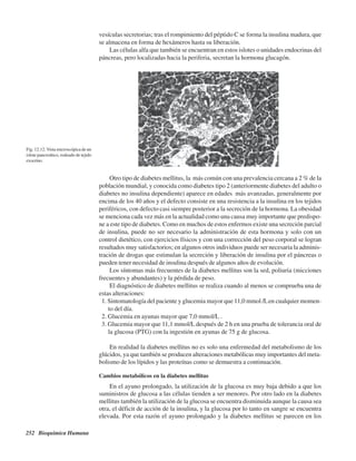 252 Bioquímica Humana
vesículas secretorias; tras el rompimiento del péptido C se forma la insulina madura, que
se almacena en forma de hexámeros hasta su liberación.
Las células alfa que también se encuentran en estos islotes o unidades endocrinas del
páncreas, pero localizadas hacia la periferia, secretan la hormona glucagón.
Fig. 12.12. Vista microscópica de un
islote pancreático, rodeado de tejido
exocrino.
Otro tipo de diabetes mellitus, la más común con una prevalencia cercana a 2 % de la
población mundial, y conocida como diabetes tipo 2 (anteriormente diabetes del adulto o
diabetes no insulina dependiente) aparece en edades más avanzadas, generalmente por
encima de los 40 años y el defecto consiste en una resistencia a la insulina en los tejidos
periféricos, con defecto casi siempre posterior a la secreción de la hormona. La obesidad
se menciona cada vez más en la actualidad como una causa muy importante que predispo-
ne a este tipo de diabetes. Como en muchos de estos enfermos existe una secreción parcial
de insulina, puede no ser necesario la administración de esta hormona y solo con un
control dietético, con ejercicios físicos y con una corrección del peso corporal se logran
resultados muy satisfactorios; en algunos otros individuos puede ser necesaria la adminis-
tración de drogas que estimulan la secreción y liberación de insulina por el páncreas o
pueden tener necesidad de insulina después de algunos años de evolución.
Los síntomas más frecuentes de la diabetes mellitus son la sed, poliuria (micciones
frecuentes y abundantes) y la pérdida de peso.
El diagnóstico de diabetes mellitus se realiza cuando al menos se comprueba una de
estas alteraciones:
1. Sintomatología del paciente y glucemia mayor que 11,0 mmol /Len cualquier momen-
to del día.
2. Glucemia en ayunas mayor que 7,0 mmol/L .
3. Glucemia mayor que 11,1 mmol/L después de 2 h en una prueba de tolerancia oral de
la glucosa (PTG) con la ingestión en ayunas de 75 g de glucosa.
En realidad la diabetes mellitus no es solo una enfermedad del metabolismo de los
glúcidos, ya que también se producen alteraciones metabólicas muy importantes del meta-
bolismo de los lípidos y las proteínas como se demuestra a continuación.
Cambios metabólicos en la diabetes mellitus
En el ayuno prolongado, la utilización de la glucosa es muy baja debido a que los
suministros de glucosa a las células tienden a ser menores. Por otro lado en la diabetes
mellitus también la utilización de la glucosa se encuentra disminuida aunque la causa sea
otra, el déficit de acción de la insulina, y la glucosa por lo tanto en sangre se encuentra
elevada. Por esta razón el ayuno prolongado y la diabetes mellitus se parecen en los
http://MedicoModerno.Blogspot.com
 