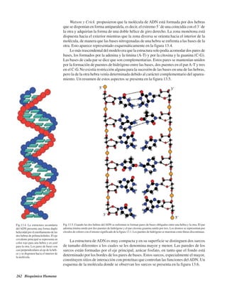 262 Bioquímica Humana
Watson y Crick propusieron que la molécula de ADN está formada por dos hebras
que se disponían en forma antiparalela, es decir, el extremo 5´ de una coincidía con el 3´ de
la otra y adquirían la forma de una doble hélice de giro derecho. La zona monótona está
dispuesta hacia el exterior mientras que la zona diversa se orienta hacia el interior de la
molécula, de manera que las bases nitrogenadas de una hebra se enfrenta a las bases de la
otra. Esto aparece representado esquemáticamente en la figura 13.4.
Lo más trascendental del modelo era que la estructura solo podía acomodar dos pares de
bases, los formados por la adenina y la timina (A-T) y por la citosina y la guanina (C-G).
Las bases de cada par se dice que son complementarias. Estos pares se mantenían unidos
por la formación de puentes de hidrógeno entre las bases, dos puentes en el parA-T y tres
en el C-G. No existía restricción alguna para la sucesión de las bases en una de las hebras,
pero la de la otra hebra venía determinada debido al carácter complementario del aparea-
miento. Un resumen de estos aspectos se presenta en la figura 13.5.
Fig.13.4. La estructura secundaria
del ADN presenta una forma duplo
helicoidal por el enrollamiento de las
dos hebras de polinucleótidos. El eje
covalente principal se representa en
color rojo para una hebra y en azul
para la otra. Los pares de bases son
casi perpendiculares al eje de la héli-
ce y se disponen hacia el interior de
la molécula.
Fig.13.5. Cuando las dos hebras delADN se enfrentan se forman pares de bases obligados entre una hebra y la otra. El par
adenina timina unido por dos puentes de hidrógeno y el par citosina guanina unido por tres. Los átomos se representan por
círculos de colores con el mismo significado de la figura 13.1. Los puentes de hidrógeno se muestran como líneas discontinuas.
La estructura de ADN es muy compacta y en su superficie se distinguen dos surcos
de tamaño diferentes a los cuales se les denomina mayor y menor. Las paredes de los
surcos están formadas por el eje principal, azúcar fosfato, en tanto que el fondo está
determinado por los bordes de los pares de bases. Estos surcos, especialmente el mayor,
constituyen sitios de interacción con proteínas que controlan las funciones delADN. Un
esquema de la molécula donde se observan los surcos se presenta en la figura 13.6.
http://MedicoModerno.Blogspot.com
 