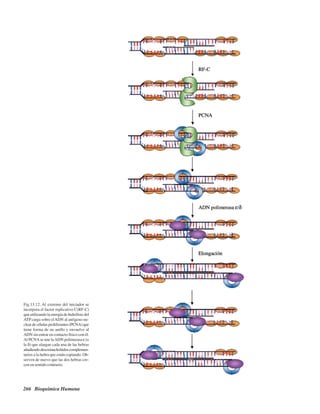 266 Bioquímica Humana
Fig.13.12. Al extremo del iniciador se
incorpora el factor replicativo C(RF-C)
que utilizando la energía de hidrólisis del
ATP carga sobre elADN al antígeno nu-
cleardecélulasproliferantes(PCNA)que
tiene forma de un anillo y envuelve al
ADN sin entrar en contacto físico con él.
Al PCNAse une laADN polimerasa ε (o
la δ) que alargan cada una de las hebras
añadiendodesoxinucleótidoscomplemen-
tarios a la hebra que están copiando. Ob-
serven de nuevo que las dos hebras cre-
cen en sentido contrario.
http://MedicoModerno.Blogspot.com
 