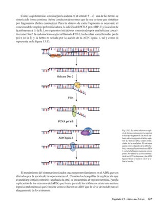 Capítulo 13. Ácidos nucleicos 267
Como las polimerasas solo alargan la cadena en el sentido 5´→3´ una de las hebras se
sintetiza de forma continua (hebra conductora) mientras que la otra se tiene que sintetizar
por fragmentos (hebra conducida). Para la síntesis de cada fragmento es necesario el
concurso del complejo pol α/iniciadora, la adición del PCNA por el RF-C y la acción de
la polimerasa ε (o la δ). Los segmentos iniciadores son retirados por una helicasa conoci-
da como Dna2, la endonucleasa especial llamada FEN1, las brechas son rellenadas por la
pol ε (o la δ) y la hebra es sellada por la acción de la ADN ligasa 1, tal y como se
representa en la figura 13.13.
Fig.13.13. La hebra inferior se repli-
códeformacontinuaperolasuperior
lohizoporfragmentos.Deahíenade-
lantesoloserepresentalahebrasupe-
rior. La helicasa Dna2 separa el ini-
ciador de la otra hebra. El iniciador
quedacomocolgandodeladoblehe-
bra y entonces la endonucleasa FEN
1 corta la hebra precisamente en ese
punto.Porúltimolaaccióncombina-
dadelasADNpolimerasasylasADN
ligasas llenan el espacio vacío y se-
llan la brecha.
El movimiento del sistema sintetizador crea superenrrolamientos en elADN que son
aliviados por la acción de la topoisomerasa I. Cuando dos horquillas de replicación que
avanzan en sentido contrario (una hacia la otra) se encuentran, el proceso termina. Para la
replicación de los extremos delADN, que forma parte de los telómeros existe una enzima
especial (telomerasa) que contiene como cofactor un ARN que le sirve de molde para el
alargamiento de los extremos.
http://MedicoModerno.Blogspot.com
 