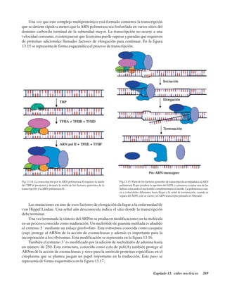 Capítulo 13. Ácidos nucleicos 269
Fig.13.14. La transcripción por la ARN polimerasa II requiere la unión
del TBP al promotor y después la unión de los factores generales de la
transcripción y laARN polimerasa II.
Fig.13.15. Parte de los factores generales de transcripción acompañan a laARN
polimerasa II que produce la apertura delADN y comienza a copiar una de las
hebras colocando el nucleótido complementario al molde. La polimerasa avan-
za a velocidades diferentes hasta llegar a la señal de terminación, cuando se
separa delADN, este se cierra y elARN transcripto primario es liberado.
Una vez que este complejo multiproteínico está formado comienza la transcripción
que se detiene rápido a menos que la ARN polimerasa sea fosforilada en varios sitios del
dominio carboxilo terminal de la subunidad mayor. La transcripción no ocurre a una
velocidad constante, existen pausas que la enzima puede superar y paradas que requieren
de proteínas adicionales llamadas factores de elongación para continuar. En la figura
13.15 se representa de forma esquemática el proceso de transcripción.
Las mutaciones en uno de esos factores de elongación da lugar a la enfermedad de
von Hippel Lindau. Una señal aún desconocida indica el sitio donde la transcripción
debe terminar.
Una vez terminada la síntesis del ARNm se producen modificaciones en la molécula
en un proceso conocido como maduración. Un nucleótido de guanina metilada es añadido
al extremo 5´ mediante un enlace pirofosfato. Esta estructura conocida como casquete
(cap) protege al ARNm de la acción de exonucleasas y además es importante para la
incorporación a los ribosomas. Esta modificación se representa en la figura 13.16.
También el extremo 3´ es modificado por la adición de nucleótidos de adenina hasta
un número de 250. Esta estructura, conocida como cola de poli(A) también protege al
ARNm de la acción de exonucleasas y sirve para la unión de proteínas específicas en el
citoplasma que se plantea juegan un papel importante en la traducción. Este paso se
representa de forma esquemática en la figura 13.17.
http://MedicoModerno.Blogspot.com
 