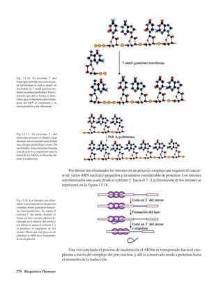 270 Bioquímica Humana
Fig. 13.16. El extremo 5’ del
transcriptoprimariopresentaungru-
po trifosfatado al cual se añade un
nucleótido de 7-metil-guanina me-
dianteunenlacepirofosfato.Estaes-
tructura que ahí se forma se deno-
minacapyesnecesariaparaeltrans-
porte del ARN al citoplasma y su
unión posterior a los ribosomas.
Fig.13.17. Al extremo 3´ del
transcripto primario se añaden varias
adeninassucesivamentehastaformar
una cola que puede llegar a tener 250
nucleótidos. Esta estructura llamada
cola de poli A es importante para la
unión de losARNm al ribosoma du-
rante la traducción.
Por último son eliminados los intrones en un proceso complejo que requiere el concur-
so de variosARN nucleares pequeños y un número considerable de proteínas. Los intrones
son eliminados uno a uno desde el extremo 5´ hacia el 3´. La eliminación de los intrones se
representa en la figura 13.18.
Fig.13.18. Los intrones son elimi-
nados sucesivamente en un proceso
complejo donde participan numero-
sas macromoléculas. Se separa el
extremo 5´ del intrón, después se
forma un lazo con una adenina lo-
calizada en el interior del intrón y
por último se separa el extremo 3´ y
se produce el empalme de los
exones. Hasta que este proceso no
concluye elARN no es transporta-
do al citoplasma.
Una vez concluido el proceso de maduración elARNm es transportado hacia el cito-
plasma a través del complejo del poro nuclear, y allí es conservado unido a proteínas hasta
el momento de la traducción.
http://MedicoModerno.Blogspot.com
 