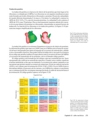 Capítulo 13. Ácidos nucleicos 271
Traducción genética
La traducción genética es el proceso de síntesis de las proteínas que tiene lugar en los
ribosomas y es dirigido por elARNm. Los ribosomas no son organitos membranosos pues
están formados por ácidos ribonucleicos ribosomales y proteínas. Poseen dos subunidades
de tamaño diferente denominadas L la mayor y S la menor. La subunidad L contiene los
ARNr de 28 S, 5,8 S y 5 S y más de cincuenta proteínas. La subunidad S solo contiene el
ARNr de 18 S y unas 35 proteínas. Para su funcionamiento requieren además del concur-
so de un gran número de proteínas no ribosomales, denominadas en general factores de
traducción. La función de los ribosomas es la traducción genética. La figura 13.19 pre-
senta una imagen simplificada de los ribosomas.
Fig.13.19.Losribosomasestánforma-
dos porARN ribosomales y proteínas
y están constituidos por dos subuni-
dades de tamaño diferente. La forma
peculiar de cada subunidad se repre-
senta en la figura. En verde la
subunidad mayor y en rojo la menor.
La traducción genética es en términos bioquímicos el proceso de síntesis de proteínas.
La información genética que tanto en elADN como en elARNm está en forma de secuen-
cia de bases nitrogenadas pasa ahora al lenguaje de la secuencia de aminoácidos y debido
a esto se da nombre al proceso. Para poder realizar la traducción es necesario la existencia
de un código que permita establecer la equivalencia entre la secuencia de bases delARNm
y la secuencia de aminoácidos de las proteínas, este es el llamado código genético.
El código genético está formado por 64 codones cada uno constituido por tres bases
nitrogenadas que codifican un aminoácido específico. Cuando varios codones significan
el mismo aminoácido se dice que son sinónimos. La existencia de codones sinónimos es un
mecanismo que permite atenuar la existencia de mutaciones. Existe un codón de iniciación
(AUG) y tres codones para la terminación (UGA; UAG y UGG). Si en el ADN el gen es
discontinuo debido a la presencia de los intrones, en elARNm los codones se encuentran
uno a continuación del otro sin ninguna interrupción desde el codón de iniciación hasta el
de terminación. El código genético aparece en la figura 13.20.
Fig.13.20. Se representa la forma
convencional de presentar el código
genético. Los codones para aminoáci-
dos apolares se representan con fon-
do amarillo, los de los polares poco
iónicos en fondo azul y los polares
iónicos en rosado. También se desta-
can los codones de terminación.
http://MedicoModerno.Blogspot.com
 
