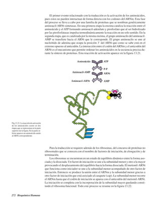 272 Bioquímica Humana
Fig.13.21. La reacción de activación
de los aminoácidos ocurre en dos
etapas que se representan en la parte
superior de la figura. En la parte in-
ferior aparece un aminoácido unido
alARNt correspondiente.
El primer evento relacionado con la traducción es la activación de los aminoácidos,
pues estos no pueden interactuar de forma directa con los codones del ARNm. Esta fase
del proceso se lleva a cabo por una familia de proteínas que se nombran genéricamente
aminoacil-ARNt-sintetasas. En una primera etapa la enzima cataliza la reacción entre el
aminoácido y el ATP formando aminoacil-adenilato y pirofosfato que al ser hidrolizado
por las pirofosfatasas impulsa termodinámicamente la reacción en un solo sentido. En la
segunda etapa, que es catalizada por la misma enzima, el grupo aminoacilo del aminoacil-
AMP se transfiere hacia el ARNt que le corresponde. El grupo aminoacilo se une al
nucleótido de adenina que ocupa la posición 3´ del ARNt que como se sabe está en el
extremo opuesto al anticodón. La interacción entre el codón delARNm y el anticodón del
ARNt es el mecanismo que permite ordenar los aminoácidos en la secuencia precisa du-
rante la síntesis de proteínas. Esta reacción de activación aparece en la figura 13.21.
Para la traducción se requiere además de los ribosomas, del concurso de proteínas no
ribosomales que se conocen con el nombre de factores de iniciación, de elongación y de
terminación.
Los ribosomas se encuentran en un estado de equilibrio dinámico entre la forma aso-
ciada y la disociada. Un factor de iniciación se une a la subunidad menor y otro a la mayor
provocando el desplazamiento del equilibrio hacia la forma disociada. El metionil-ARNt
que funciona como iniciador se une a la subunidad menor acompañado de otro factor de
iniciación. Entonces se produce la unión entre el ARNm y la subunidad menor gracias a
otro factor de iniciación que está asociado al casquete (cap). La subunidad menor recorre
elARNm hasta que el codón de iniciación se aparea con el anticodón del metionil-ARNt.
La iniciación se completa con la incorporación de la subunidad mayor quedando consti-
tuido el ribosoma funcional. Todo este proceso se resume en la figura 13.22.
http://MedicoModerno.Blogspot.com
 