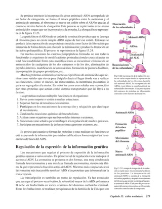 Capítulo 13. Ácidos nucleicos 273
Se produce entonces la incorporación de un aminoacil-ARNt acompañado de
un factor de elongación, se forma el enlace peptídico entre la metionina y el
aminoácido entrante, el ribosoma se mueve un codón sobre el ARNm gracias al
concurso de otro factor de elongación. Este proceso se repite tantas veces como
aminoácidos tengan que ser incorporados a la proteína. La elongación se represen-
ta en la figura 13.23.
La aparición en elARNm de un codón de terminación produce que se detenga
el ribosoma pues no existe ningún ARNt capaz de leer ese codón. Entonces se
produce la incorporación de una proteína conocida como factor de liberación que
interactúa de forma directa con el codón de terminación y produce la liberación de
la cadena polipeptídica. El proceso se representa en la figura 13.24.
En muchas ocasiones las cadenas polipeptídicas formadas no son todavía
funcionales y requieren de modificaciones postraduccionales para alcanzar su
total funcionabilidad. Entre estas modificaciones se encuentran: eliminación de
aminoácidos de cualquiera de los dos extremos o de los dos, eliminación de
péptidos internos, modificación de aminoácidos, formación de puentes disulfuro,
incorporación de grupos prostéticos, etc.
Muchas proteínas contienen secuencias específicas de aminoácidos que ac-
túan como señales que sirven para dirigirlas hacia el lugar donde van a realizar
sus funciones, como: el núcleo, las mitocondrias, la membrana plasmática; o
para ser segregadas al exterior. En todos los casos esas señales son reconocidas
por otras proteínas que actúan como sistema transportador que las lleva a su
destino.
Las proteínas realizan múltiples funciones en el organismo:
1. Sirven como soporte o sostén a muchas estructuras.
2. Soportan fuerzas de tensión o estiramiento.
3. Participan en los mecanismos de contracción y relajación que dan lugar
al movimiento.
4. Catalizan las reacciones químicas del metabolismo.
5.Actúan como receptores que reciben señales internas o externas.
6. Funcionan como señales que contribuyen a la regulación de muchos procesos.
7. Participan en mecanismos de defensa contra agresores externos, etc.
Es por eso que cuando se forman las proteínas y estas realizan sus funciones se
está expresando la información que estaba codificada en forma original en la se-
cuencia de bases delADN.
Regulación de la expresión de la información genética
Los mecanismos que regulan el proceso de expresión de la información
genética operan a varios niveles. Un primer nivel de regulación viene dado por el
acceso al ADN. La cromatina se presenta en dos formas, una muy condensada
llamada heterocromatina y una más laxa llamada eucromatina, siendo esta últi-
ma la que representa la fracción activa del ADN. Mientras más compactada está
la cromatina más inaccesible resulta elADN a las proteínas que deben realizar la
transcripción.
La transcripción es también un punto de regulación. Ya fue estudiado
que para que el proceso sea efectivo, la subunidad mayor de la ARN polimerasa
II debe ser fosforilada en varios residuos del dominio carboxilo terminal.
Estas fosforilaciones se realizan por quinasas de la familia de la Cdk que son
Fig.13.22.Lainiciacióndelatraducciónocu-
rre en varias etapas desde la separación de
las subunidades de los ribosomas, la unión
del metionil-ARNt, la incorporación del
ARNm y por último la reunificación de las
subunidadesribosomales.Cadapasorequiere
del concurso de proteínas no ribosomales
conocidas como factores de iniciación.
Fig.13.23.Laetapadeelongacióndelatraduc-
ciónserepiteunayotravezdurantelasíntesis
de las proteínas. La incorporación del
aminoacil-ARNt va seguida de la formación
delenlacepeptídicoydespuéselmovimiento
delribosomaquepermitelaentradadelsiguien-
teaminoacil-ARNt.Cadapasodelprocesore-
quieredelconcursodeproteínasnoribosomales
conocidascomofactoresdeelongación.
http://MedicoModerno.Blogspot.com
 