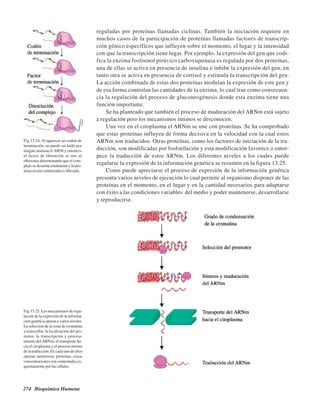 274 Bioquímica Humana
reguladas por proteínas llamadas ciclinas. También la iniciación requiere en
muchos casos de la participación de proteínas llamadas factores de transcrip-
ción génico específicos que influyen sobre el momento, el lugar y la intensidad
con que la transcripción tiene lugar. Por ejemplo, la expresión del gen que codi-
fica la enzima fosfoenol pirúvico carboxiquinasa es regulada por dos proteínas,
una de ellas se activa en presencia de insulina e inhibe la expresión del gen, en
tanto otra se activa en presencia de cortisol y estimula la transcripción del gen.
La acción combinada de estas dos proteínas modulan la expresión de este gen y
de esa forma controlan las cantidades de la enzima, lo cual trae como consecuen-
cia la regulación del proceso de gluconeogénesis donde esta enzima tiene una
función importante.
Se ha planteado que también el proceso de maduración del ARNm está sujeto
a regulación pero los mecanismos íntimos se desconocen.
Una vez en el citoplasma el ARNm se une con proteínas. Se ha comprobado
que estas proteínas influyen de forma decisiva en la velocidad con la cual estos
ARNm son traducidos. Otras proteínas, como los factores de iniciación de la tra-
ducción, son modificadas por fosforilación y esta modificación favorece o entor-
pece la traducción de estos ARNm. Los diferentes niveles a los cuales puede
regularse la expresión de la información genética se resumen en la figura 13.25.
Como puede apreciarse el proceso de expresión de la información genética
presenta varios niveles de ejecución lo cual permite al organismo disponer de las
proteínas en el momento, en el lugar y en la cantidad necesarios para adaptarse
con éxito a las condiciones variables del medio y poder mantenerse, desarrollarse
y reproducirse.
Fig.13.25. Los mecanismos de regu-
lación de la expresión de la informa-
ción genética operan a varios niveles.
La selección de la zona de cromatina
a transcribir, la localización del pro-
motor, la transcripción y procesa-
miento delARNm, el transporte ha-
cia el citoplasma y el proceso mismo
de la traducción. En cada uno de ellos
operan numerosas proteínas cuyas
concentraciones son controladas ex-
quisitamente por las células.
Fig.13.24. Al aparecer un codón de
terminación, no puede ser leído por
ningún aminoacil-ARNt y entonces
el factor de liberación se une al
ribosoma determinando que el com-
plejo se desarme totalmente y la pro-
teína recién sintetizada es liberada.
http://MedicoModerno.Blogspot.com
 