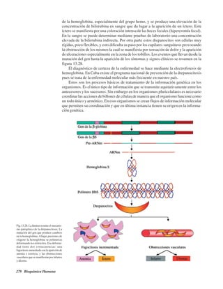278 Bioquímica Humana
de la hemoglobina, especialmente del grupo hemo, y se produce una elevación de la
concentración de bilirrubina en sangre que da lugar a la aparición de un íctero. Este
íctero se manifiesta por una coloración intensa de las heces fecales (hipercromía fecal).
En la sangre se puede determinar mediante pruebas de laboratorio una concentración
elevada de la bilirrubina indirecta. Por otra parte estos drepanocitos son células muy
rígidas, poco flexibles, y esto dificulta su paso por los capilares sanguíneos provocando
la obstrucción de los mismos la cual se manifiesta por sensación de dolor y la aparición
de ulceraciones especialmente en la zona de los tobillos. Los eventos que llevan desde la
mutación del gen hasta la aparición de los síntomas y signos clínicos se resumen en la
figura 13.28.
El diagnóstico de certeza de la enfermedad se hace mediante la electroforesis de
hemoglobina. En Cuba existe el programa nacional de prevención de la drepanocitosis
pues se trata de la enfermedad molecular más frecuente en nuestro país.
Estos son los procesos básicos de tratamiento de la información genética en los
organismos. Es el único tipo de información que se transmite equitativamente entre los
antecesores y los sucesores. Sin embargo en los organismos pluricelulares es necesario
coordinar las acciones de billones de células de manera que el organismo funcione como
un todo único y armónico. En esos organismos se crean flujos de información molecular
que permiten su coordinación y que en última instancia tienen su origen en la informa-
ción genética.
Fig.13.28. La lámina resume el mecanis-
mo patogénico de la drepanocitosis. La
mutación del gen que produce cambios
en la hemoglobina.Abajas presiones de
oxígeno la hemoglobina se polimeriza
deformando los eritrocitos. Esa deformi-
dad tiene dos consecuencias: una
fagocitosisaumentadaconlaapariciónde
anemia e ictericia, y las obstrucciones
vascularesquesemanifiestanporinfartos
y úlceras.
http://MedicoModerno.Blogspot.com
 