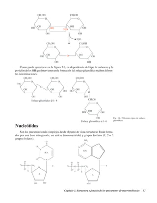 Capítulo 3. Estructura y función de los precursores de macromoléculas 37
Fig. 3.6. Diferentes tipos de enlaces
glicosídicos.
Como puede apreciarse en la figura 3.6, en dependencia del tipo de anómero y la
posición de los OH que intervienen en la formación del enlace glicosídico reciben diferen-
tes denominaciones.
Nucleótidos
Son los precursores más complejos desde el punto de vista estructural. Están forma-
dos por una base nitrogenada, un azúcar (monosacárido) y grupos fosfatos (1; 2 o 3
grupos fosfatos).
http://MedicoModerno.Blogspot.com
 