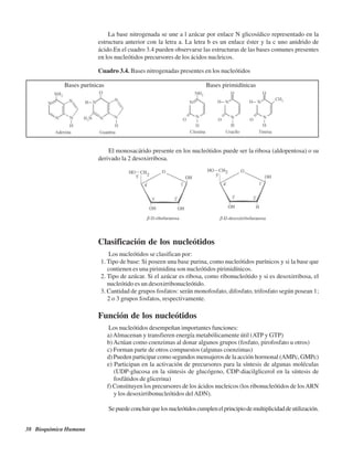 38 Bioquímica Humana
La base nitrogenada se une a l azúcar por enlace N glicosídico representado en la
estructura anterior con la letra a. La letra b es un enlace éster y la c uno anidrido de
ácido.En el cuadro 3.4 pueden observarse las estructuras de las bases comunes presentes
en los nucleótidos precursores de los ácidos nucleicos.
Cuadro 3.4. Bases nitrogenadas presentes en los nucleótidos
El monosacárido presente en los nucleótidos puede ser la ribosa (aldopentosa) o su
derivado la 2 desoxirribosa.
Clasificación de los nucleótidos
Los nucleótidos se clasifican por:
1. Tipo de base: Si poseen una base purina, como nucleótidos purínicos y si la base que
contienen es una pirimidina son nucleótidos pirimidínicos.
2. Tipo de azúcar. Si el azúcar es ribosa, como ribonucleótido y si es desoxirribosa, el
nucleótido es un desoxirribonucleótido.
3. Cantidad de grupos fosfatos: serán monofosfato, difosfato, trifosfato según posean 1;
2 o 3 grupos fosfatos, respectivamente.
Función de los nucleótidos
Los nucleótidos desempeñan importantes funciones:
a)Almacenan y transfieren energía metabólicamente útil (ATP y GTP)
b) Actúan como coenzimas al donar algunos grupos (fosfato, pirofosfato u otros)
c) Forman parte de otros compuestos (algunas coenzimas)
d) Pueden participar como segundos mensajeros de la acción hormonal (AMPc, GMPc)
e) Participan en la activación de precursores para la síntesis de algunas moléculas
(UDP-glucosa en la síntesis de glucógeno, CDP-diacilglicerol en la síntesis de
fosfátidos de glicerina)
f) Constituyen los precursores de los ácidos nucleicos (los ribonucleótidos de losARN
y los desoxirribonucleótidos delADN).
Sepuedeconcluirquelosnucleótidoscumplenelprincipiodemultiplicidaddeutilización.
Bases purínicas Bases pirimidínicas
http://MedicoModerno.Blogspot.com
 