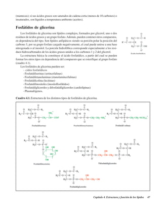 Capítulo 4. Estructura y función de los lípidos 47
(mantecas); si sus ácidos grasos son saturados de cadena corta (menos de 10 carbonos) o
insaturados, son líquidos a temperatura ambiente (aceites).
Fosfátidos de glicerina
Los fosfátidos de glicerina son lípidos complejos, formados por glicerol, uno o dos
residuos de ácidos grasos y un grupo fosfato.Además, pueden contener otros compuestos,
en dependencia del tipo. Son lípidos anfipáticos siendo su porción polar la posición del
carbono 3, por su grupo fosfato cargado negativamente, el cual puede unirse a una base
nitrogenada o al inositol. La porción hidrofóbica corresponde especialmente a los resi-
duos hidrocarbonados de los ácidos grasos unidos a los carbonos 1 y 2 del glicerol.
La estructura básica la constituye el ácido fosfatídico, a partir del cual se pueden
formar los otros tipos en dependencia del compuesto que se esterifique al grupo fosfato
(cuadro 4.1).
Los fosfátidos de glicerina pueden ser:
- Ácidos fosfatídicos
- Fosfatidilserinas (serincefalinas)
- Fosfatidiletanolaminas (etanolamincefalinas)
- Fosfatidilcolina (lecitinas)
- Fosfatidilinositoles (inositolfosfátidos)
- Fosfatidilgliceroles y difosfatidilgliceroles (cardiolipinas)
- Plasmalógenos.
Cuadro 4.1. Estructura de los distintos tipos de fosfátidos de glicerina.
http://MedicoModerno.Blogspot.com
 