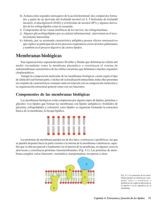 Capítulo 4. Estructura y función de los lípidos 51
h) Actúan como segundos mensajeros de la acción hormonal: dos compuestos forma-
dos a partir de un derivado del fosfatidil inositol (el 4, 5 bisfosfato de fosfatidil
inositol), el diacilglicerol (DAG) y el trifosfato de inositol (IP3) y algunos deriva-
dos de los esfingolípidos como la ceramida.
i) Componentes de las vainas mielínicas de los nervios: las esfingomielinas .
j) Algunos glicoesfingolípidos por su carácter informacional , intervienen en el reco-
nocimiento intercelular
k) Además, por su acentuada característica anfipática poseen efectos tensioactivos
que explica su participación en los procesos respiratorios en los alvéolos pulmonares
y también en el proceso digestivo de ciertos lípidos.
Membranas biológicas
Son organizaciones supramoleculares flexibles y fluidas que delimitan las células del
medio circundante como la membrana plasmática o constituyen el sistema de
endomembranas característico de las células eucariotas que delimitan a muchos organelos
citoplasmáticos.
Aunque la composición molecular de las membranas biológicas varían según el tipo
de célula del cual forman parte, e incluso de su localización intracelular, todas ellas presentan
un conjunto de características comunes tanto en relación con su composición molecular y
su organización estructural general como con sus funciones.
Componentes de las membranas biológicas
Las membranas biológicas están compuestas por algunos tipos de lípidos, proteínas y
glúcidos. Los lípidos que forman las membranas son lípidos anfipáticos: fosfátidos de
glicerina, esfingolípidos y colesterol, estos lípidos se organizan formando la estructura
básica de la membrana, la bicapa lipídica.
Fig. 4.1. Las proteínas de las mem-
branas pueden ser intrínsecas o inte-
grales (a,b,c) y extrínsecas o
periféricas (d), según su ubicación en
el interior o en la superficie de la
membrana.
Las proteínas de membrana pueden ser de dos tipos: extrínsecas o periféricas, las que
se pueden disponer hacia la parte externa o la interna de la membrana e intrínsecas, aque-
llas que se ubican (parcial o totalmente) en el interior de la membrana, en algunos casos la
atraviesan y constituyen proteínas transmembranales (Fig. 4.1). Las proteínas de mem-
brana cumplen varias funciones: enzimática, transportadora, receptoras u otras.
http://MedicoModerno.Blogspot.com
 