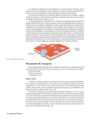 52 Bioquímica Humana
Los glúcidos componentes de las membranas son oligosacáridos (formados por la
unión de 2 a 10 monosacáridos), unidos a lípidos o proteínas, se disponen únicamente en
la parte externa de la membrana y participan del reconocimiento intercelular.
La disposición diferente de los distintos lípidos en cada capa de la bicapa, la ubica-
ción de las proteínas y especialmente los glúcidos, localizados solo en la cara externa de la
membrana condiciona la asimetría de esta.
Se ha aceptado que los componentes de la membrana se organizan según el modelo del
mosaico fluido. Este modelo es capaz de explicar numerosas propiedades físicas, químicas y
biológicas de las membranas. El modelo se propuso a partir del estudio de la composición y
propiedades de las membranas biológicas, y de resultados experimentales en los cuales se
comparó el comportamiento de membranas sintéticas preparadas en el laboratorio, a partir de
unamezcladefosfolípidosyciertasproteínas,coneldelasmembranasnaturales.Enlafigura
4.2 puede apreciarse una representación esquemática del modelo donde se considera que las
proteínas forman un mosaico dentro de la bicapa lipídica, la cual constituye la estructura
básica.Lasproteínasexperimentanmovimientoslaterales.Enestemodelopuedeobservarsela
disposicióndelosglúcidosenlacaranocitoplasmática,lasproteínasperiféricasselocalizana
ambos lados, el conjunto adopta una estructura tridimensional compacta y flexible.
Fig. 4.2. Modelo del mosaico fluido.
Mecanismos de transporte
Entre las principales funciones de las membranas se encuentra su comunicación con el
medio extracelular, entre ellas el paso de sustancias a su través. Este puede ser de 3 tipos:
a) Difusión simple.
b) Transporte pasivo.
c) Transporte activo.
Difusión simple
La difusión simple se produce para sustancias apolares que no requieren transporta-
dor y atraviesan la membrana a favor del gradiente de concentración, tampoco precisa de
energía (Fig. 4.3). En ocasiones en este tipo de transporte existen proteínas que forman
canales a través de los cuales se produce el paso de las sustancias y se comportan como
difusión simple con similar cinética (Fig. 4.4).
La ósmosis constituye un caso particular de difusión simple, en este caso lo que
atraviesa la membrana es el disolvente . Si a ambos lados de una membrana semipermeable
existen dos soluciones de concentración diferente de un soluto que no puede atravesarla,
se produce el paso del disolvente acuoso desde el lado donde se encuentra la disolución
más diluida hasta el de la más concentrada, hasta que ambas concentraciones se igualen.
Se conoce como presión osmótica a la fuerza que hay que ejercer en el lado de la disolu-
ción más concentrada (C2
en la Fig. 4.5) para impedir el paso del agua desde el lado de la
disolución más diluida (C1
en la Fig. 4.5).
http://MedicoModerno.Blogspot.com
 