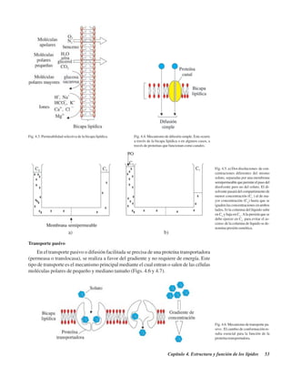 Capítulo 4. Estructura y función de los lípidos 53
Transporte pasivo
En el transporte pasivo o difusión facilitada se precisa de una proteína transportadora
(permeasa o translocasa), se realiza a favor del gradiente y no requiere de energía. Este
tipo de transporte es el mecanismo principal mediante el cual entran o salen de las células
moléculas polares de pequeño y mediano tamaño (Figs. 4.6 y 4.7).
Fig. 4.3. Permeabilidad selectiva de la bicapa lipídica. Fig. 4.4. Mecanismo de difusión simple. Este ocurre
a través de la bicapa lipídica o en algunos casos, a
través de proteínas que funcionan como canales.
Fig. 4.5. a) Dos disoluciones de con-
centraciones diferentes del mismo
soluto, separadas por una membrana
semipermeablequepermiteelpasodel
disolvente pero no del soluto. El di-
solventepasarádelcompartimientode
menor concentración (C1
) al de ma-
yor concentración (C2
) hasta que se
igualen las concentraciones en ambos
lados, b) la columna del líquido sube
en C2
y baja en C1
.Ala presión que se
debe ejercer en C2
para evitar el as-
censo de la columna de líquido se de-
nomina presión osmótica.
Fig. 4.6. Mecanismo de transporte pa-
sivo . El cambio de conformación re-
sulta esencial para la función de la
proteína transportadora.
http://MedicoModerno.Blogspot.com
 
