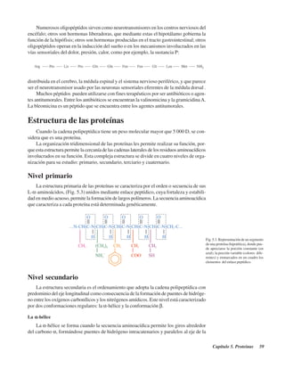 Capítulo 5. Proteínas 59
Numerosos oligopéptidos sirven como neurotransmisores en los centros nerviosos del
encéfalo; otros son hormonas liberadoras, que mediante estas el hipotálamo gobierna la
función de la hipófisis; otros son hormonas producidas en el tracto gastrointestinal; otros
oligopéptidos operan en la inducción del sueño o en los mecanismos involucrados en las
vías sensoriales del dolor, presión, calor, como por ejemplo, la sustancia P:
Fig. 5.3. Representación de un segmento
de una proteína (hipotética), donde pue-
de apreciarse la porción constante (en
azul), la porción variable (colores dife-
rentes) y enmarcados en un cuadro los
elementos del enlace peptídico.
distribuida en el cerebro, la médula espinal y el sistema nervioso periférico, y que parece
ser el neurotransmisor usado por las neuronas sensoriales eferentes de la médula dorsal .
Muchos péptidos pueden utilizarse con fines terapéuticos por ser antibióticos o agen-
tes antitumorales. Entre los antibióticos se encuentran la valinomicina y la gramicidinaA.
La bleomicina es un péptido que se encuentra entre los agentes antitumorales.
Estructura de las proteínas
Cuando la cadena polipeptídica tiene un peso molecular mayor que 5 000 D, se con-
sidera que es una proteína.
La organización tridimensional de las proteínas les permite realizar su función, por-
que esta estructura permite la cercanía de las cadenas laterales de los residuos aminoacídicos
involucrados en su función. Esta compleja estructura se divide en cuatro niveles de orga-
nización para su estudio: primario, secundario, terciario y cuaternario.
Nivel primario
La estructura primaria de las proteínas se caracteriza por el orden o secuencia de sus
L-α-aminoácidos, (Fig. 5.3) unidos mediante enlace peptídico, cuya fortaleza y estabili-
dad en medio acuoso, permite la formación de largos polímeros. La secuencia aminoacídica
que caracteriza a cada proteína está determinada genéticamente.
Nivel secundario
La estructura secundaria es el ordenamiento que adopta la cadena polipeptídica con
predominio del eje longitudinal como consecuencia de la formación de puentes de hidróge-
no entre los oxígenos carbonílicos y los nitrógenos amídicos. Este nivel está caracterizado
por dos conformaciones regulares: la α-hélice y la conformación β.
La ααααα-hélice
La α-hélice se forma cuando la secuencia aminoacídica permite los giros alrededor
del carbono α, formándose puentes de hidrógeno intracatenarios y paralelos al eje de la
http://MedicoModerno.Blogspot.com
 