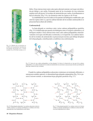 60 Bioquímica Humana
hélice. Estas interacciones unen cada espira alternativamente con la que está ubica-
da por debajo y por arriba. Formando parte de las invariantes de esta estructura
regular está la de poseer 3,6 residuos de aminoácidos por vuelta, el arrollamiento es
hacia la derecha, (Fig. 5.4) y las distancias entre las espiras es de 54 nm.
La estabilidad de este nivel radica en los puentes de hidrógenos establecidos, que
unen las espiras entre sí, y que las cadenas laterales de los residuos aminoacídicos se
proyectan hacia afuera de la hélice.
Conformación βββββ
La hoja plegada se constituye entre varias cadenas polipeptídicas paralelas
(Fig. 5.5) estabilizadas por puentes de hidrógeno entre el oxígeno carbonílico y el
nitrógeno amídico. Estas interacciones unen cada cadena polipeptídica alternati-
vamente con la que está ubicada a su derecha y a su izquierda. Las cadenas latera-
les de los residuos de aminoácidos se proyectan por encima y por debajo del plano
de la hoja plegada, contribuyendo a estabilizar esta conformación.
Fig. 5.4. Modelo de la estructura en
α-hélice de las proteínas. Se observan
los puentes de H entre el C = O del
residuo N y el N-H del residuo n + 4.
Fig. 5.5. Sector de una cadena polipeptídica en hoja plegada. Se observa la disposición en zig-zag de las cadenas
polipeptídicas..Las cadenas laterales de los residuos de aminoácidos (en azul claro) se proyectan por encima y por debajo del
plano que contiene los ejes covalentes.
Cuando las cadenas polipeptídicas adyacentes comienzan con terminales diferentes, o
sean poseen sentidos opuestos, se denominan hojas plegadas antiparalelas (Fig. 5.6) si po-
seen el mismo sentido, se denominan hojas plegadas paralelas (Fig. 5.7).
Fig. 5.6. Hoja plegada antiparalela. Las cadenas adyacentes corren en
sentido contrario. Los puentes de hidrógeno se establecen de forma
perpendicular al eje longitudinal de cada cadena.
Fig. 5.7. Hoja plegada paralela. Las cadenas corren en el mismo
sentido. Los puentes de hidrógeno se establecen en dirección obli-
cua al eje longitudinal de la cadena.
http://MedicoModerno.Blogspot.com
 