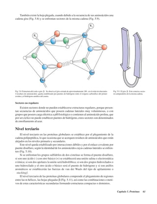 Capítulo 5. Proteínas 61
También existe la hoja plegada, cuando debido a la secuencia de sus aminoácidos una
cadena gira (Fig. 5.8) y se enfrentan sectores de la misma cadena (Fig. 5.9).
Fig. 5.8. Estructura del codo o giro β. Se observa el giro cerrado de aproximadamente 180º, en el están involucrados
4 residuos de aminoácidos; queda estabilizado por puentes de hidrógeno entre el oxígeno carbonílico del primer
residuo y el hidrógeno amídico del cuarto.
Fig. 5.9. El giro β. Este conecta a secto-
res antiparalelos de la misma cadena.
Sectores no regulares
Existen sectores donde no pueden establecerse estructuras regulares, porque presen-
tan secuencias de aminoácidos que poseen cadenas laterales muy voluminosas, o con
grupos que poseen carga eléctrica a pH fisiológico o contienen al aminoácido prolina, que
por ser cíclico no puede establecer puentes de hidrógeno, estos sectores son denominados
de enrollamiento al azar.
Nivel terciario
El nivel terciario en las proteínas globulares se establece por el plegamiento de la
cadena polipeptídica, lo que ocasiona que se acerquen residuos de aminoácidos que están
alejados en los niveles primario y secundario.
Este nivel queda estabilizado por interacciones débiles y por el enlace covalente por
puente disulfuro, según la identidad de los aminoácidos cuyas cadenas laterales se enfren-
ten (Fig. 5.10).
Si se enfrentan los grupos sulfidrilos de dos cisteínas se forma el puente disulfuro,
si son uno ácido (-) con otro básico (+) se establecerá una unión salina o electrostática
o iónica; si son dos apolares la unión será hidrofóbica; si son dos grupos hidroxilados o
uno hidroxilado y el otro ácido o básico será el puente de hidrógeno y si son anillos
aromáticos se establecerán las fuerzas de van der Waals del tipo de apilamiento o
“ stacking”.
El nivel terciario de las proteínas globulares comprende el plegamiento de regiones
entre las α-hélices, las hojas plegadas β (Fig. 5.11), así como las combinaciones o moti-
vos de estas características secundarias formando estructuras compactas o dominios.
http://MedicoModerno.Blogspot.com
 
