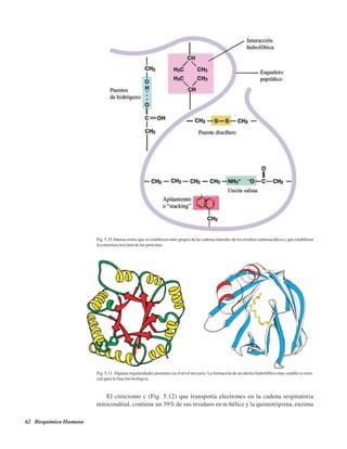 62 Bioquímica Humana
Fig. 5.10. Interacciones que se establecen entre grupos de las cadenas laterales de los residuos aminoacídicos y que estabilizan
la estructura terciaria de las proteínas.
Fig. 5.11.Algunas regularidades presentes en el nivel terciario. La formación de un núcleo hidrofóbico muy estable es esen-
cial para la función biológica.
El citocromo c (Fig. 5.12) que transporta electrones en la cadena respiratoria
mitocondrial, contiene un 39% de sus residuos en α-hélice y la quimotripsina, enzima
http://MedicoModerno.Blogspot.com
 
